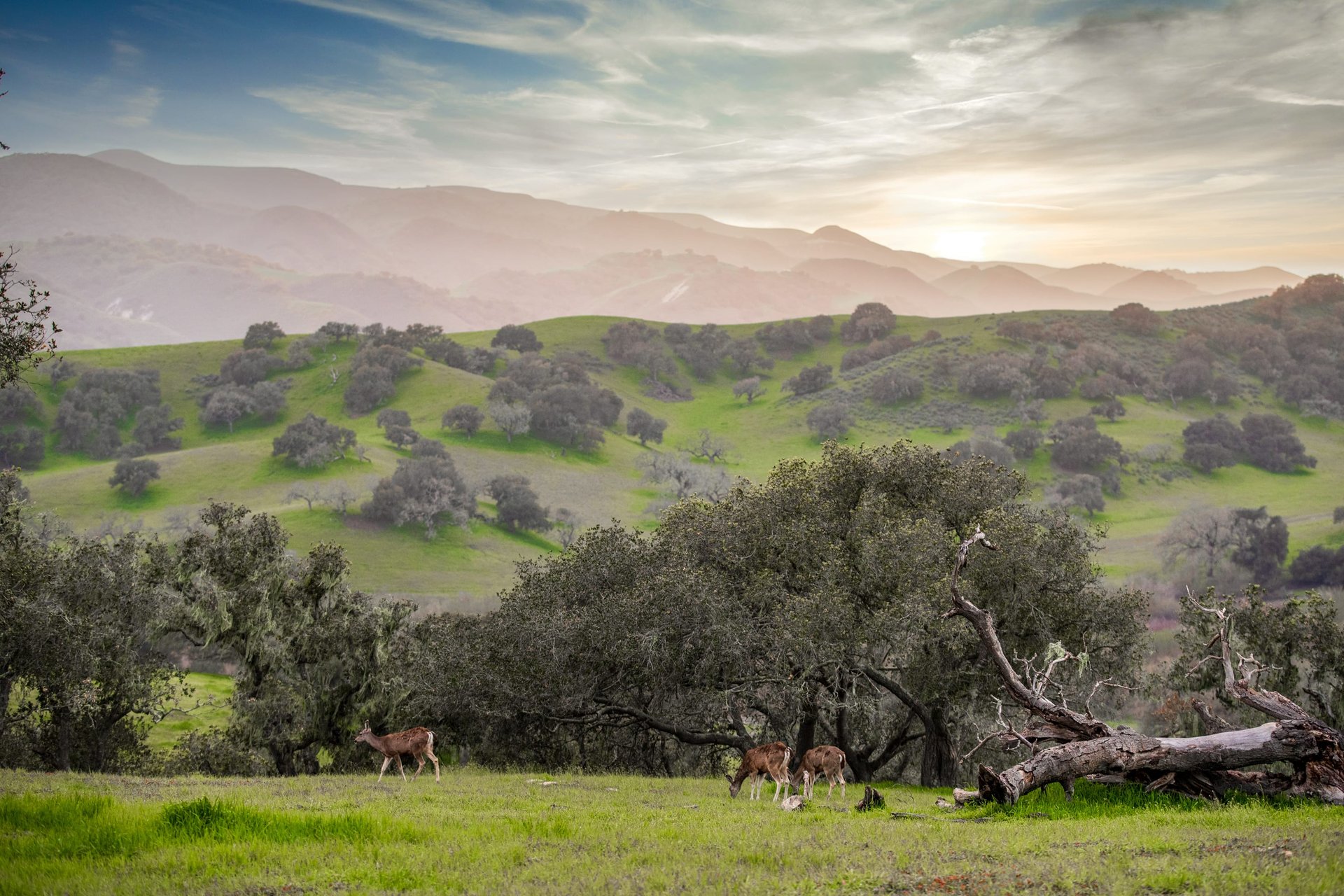 Rancho El Morro