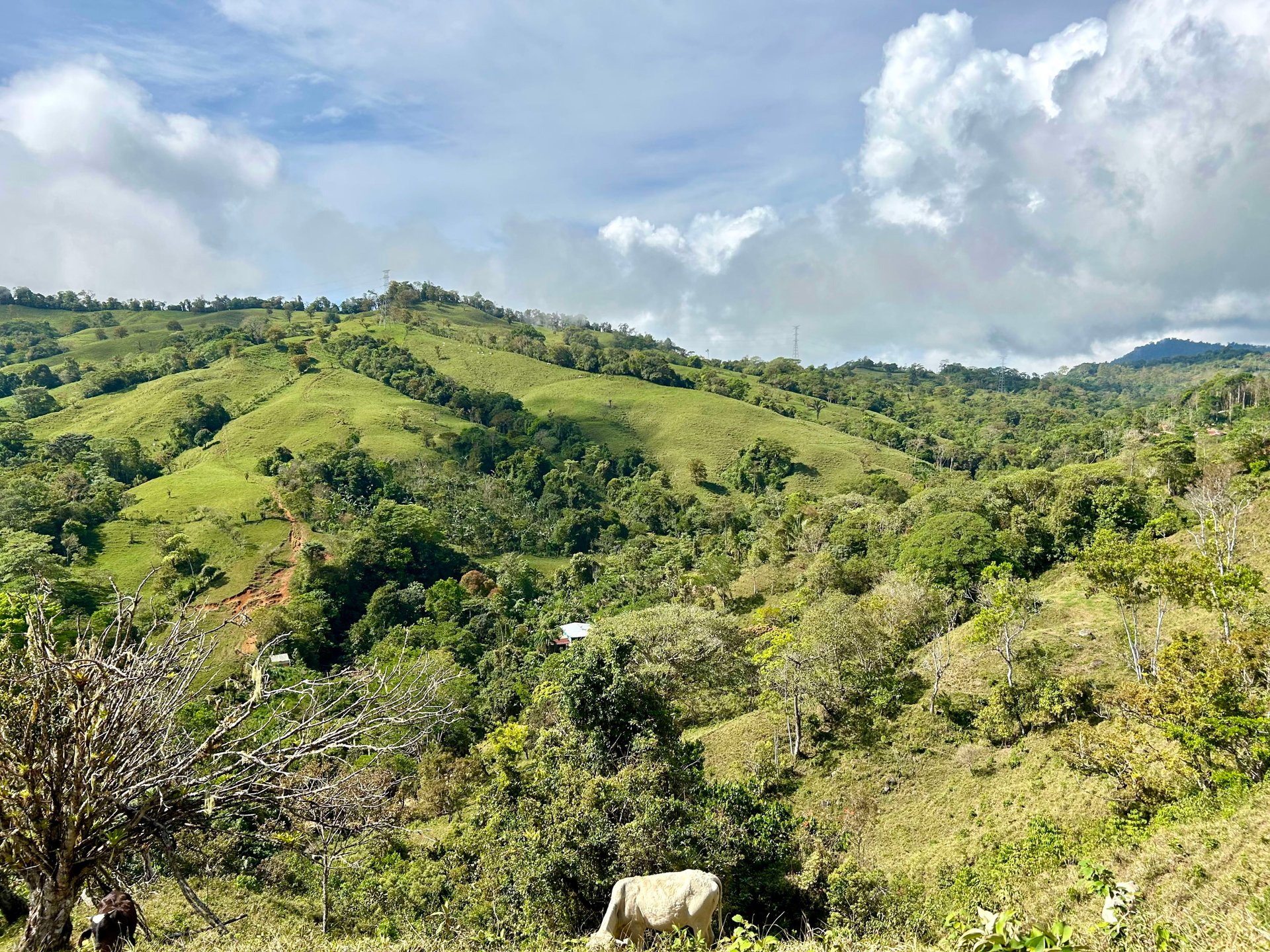 49 Acres Development Farm in San Luis with two Existing Homes 