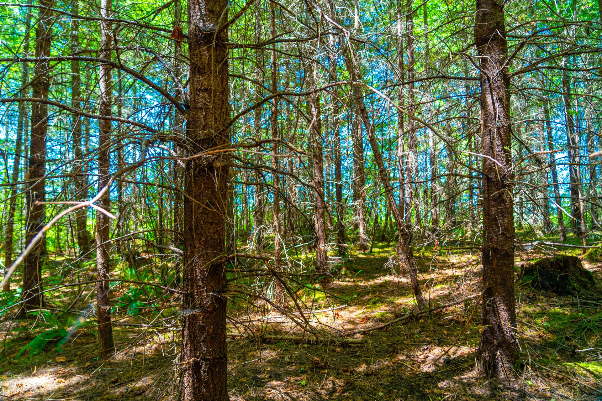 Hayes Hill Tree Farm 