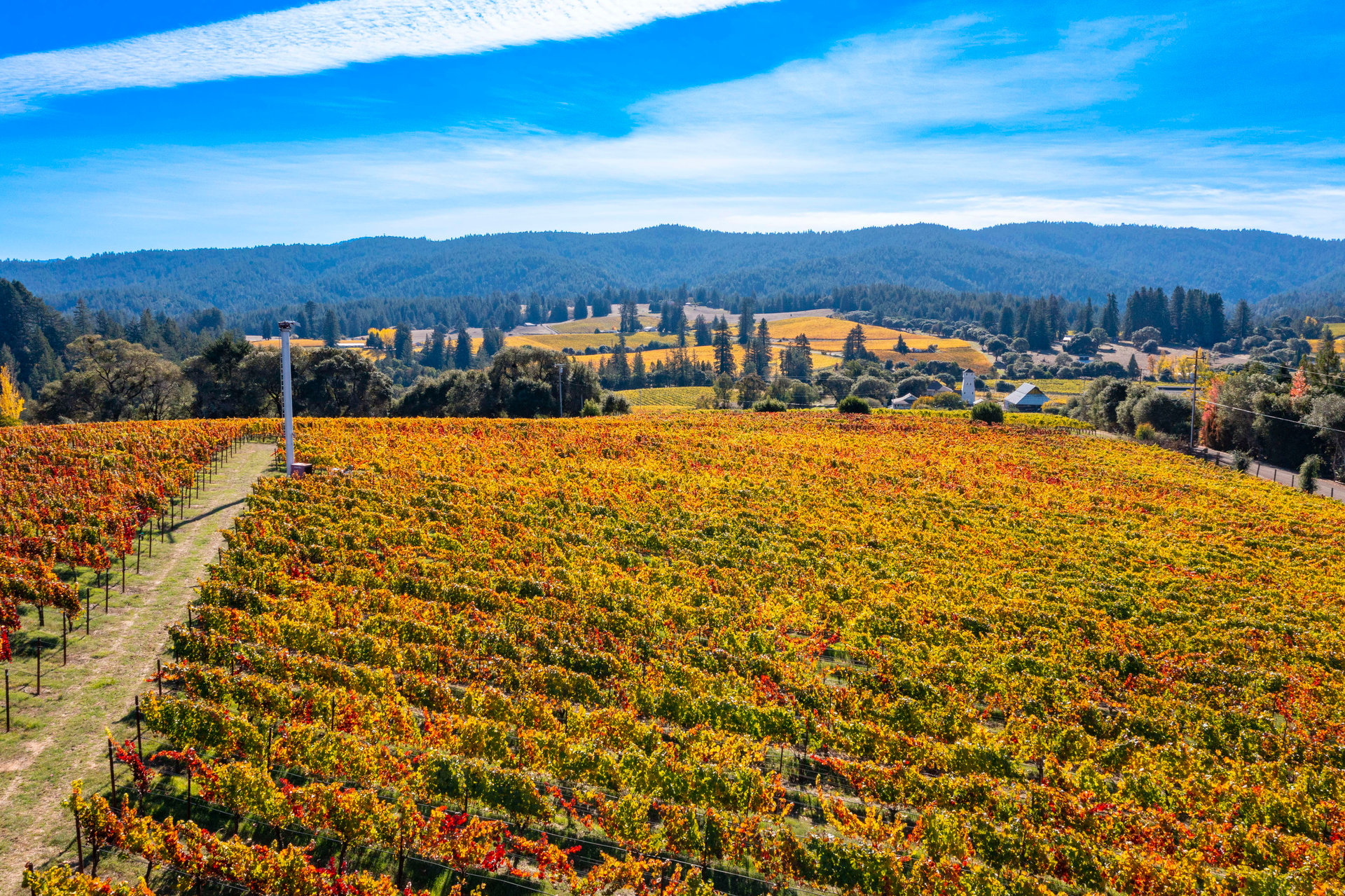 Abel Vineyard