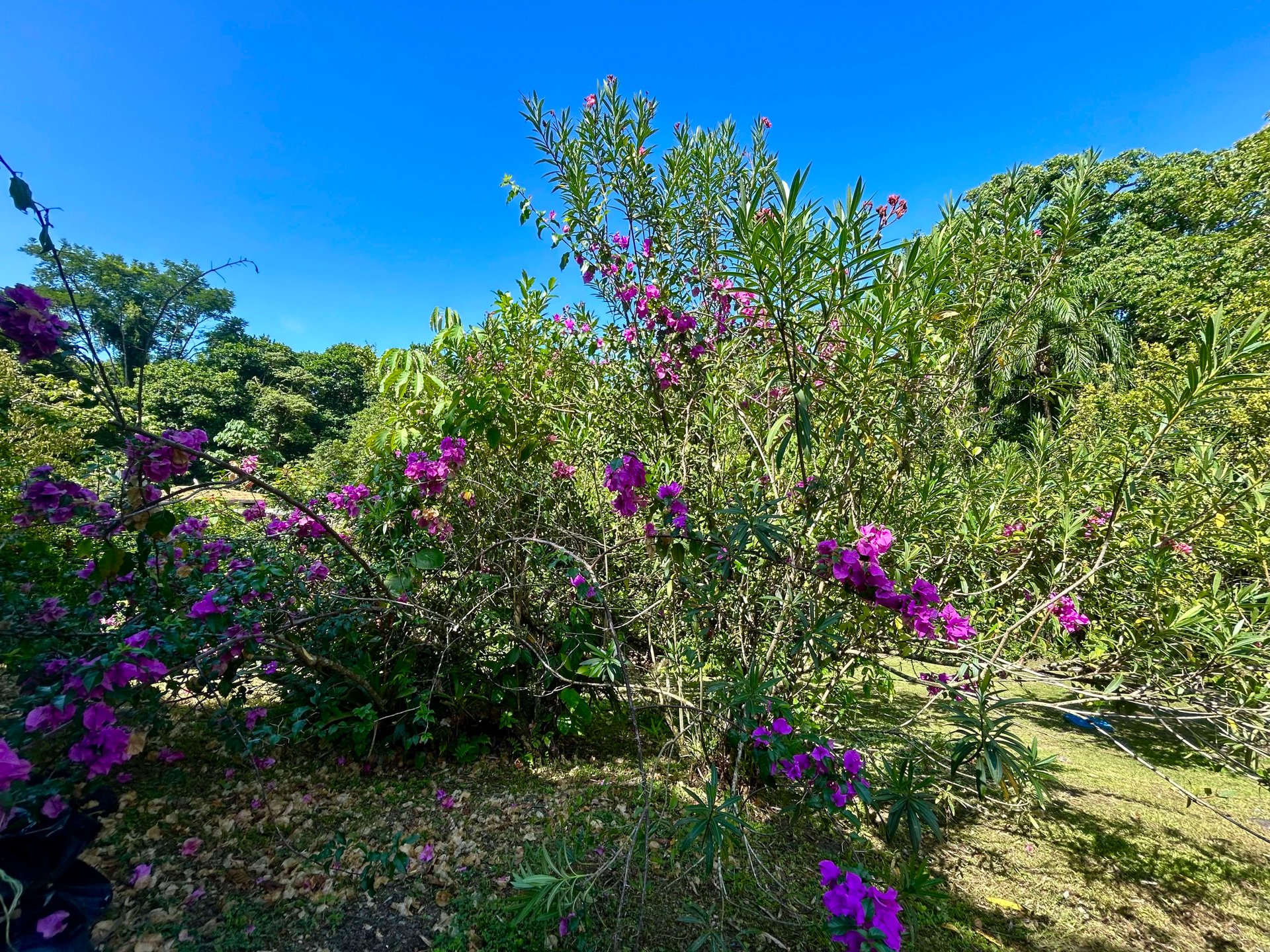 Surfer's Dream in Ojochal; 3 Bedrooms, 2 Bathrooms with Pool and River Access