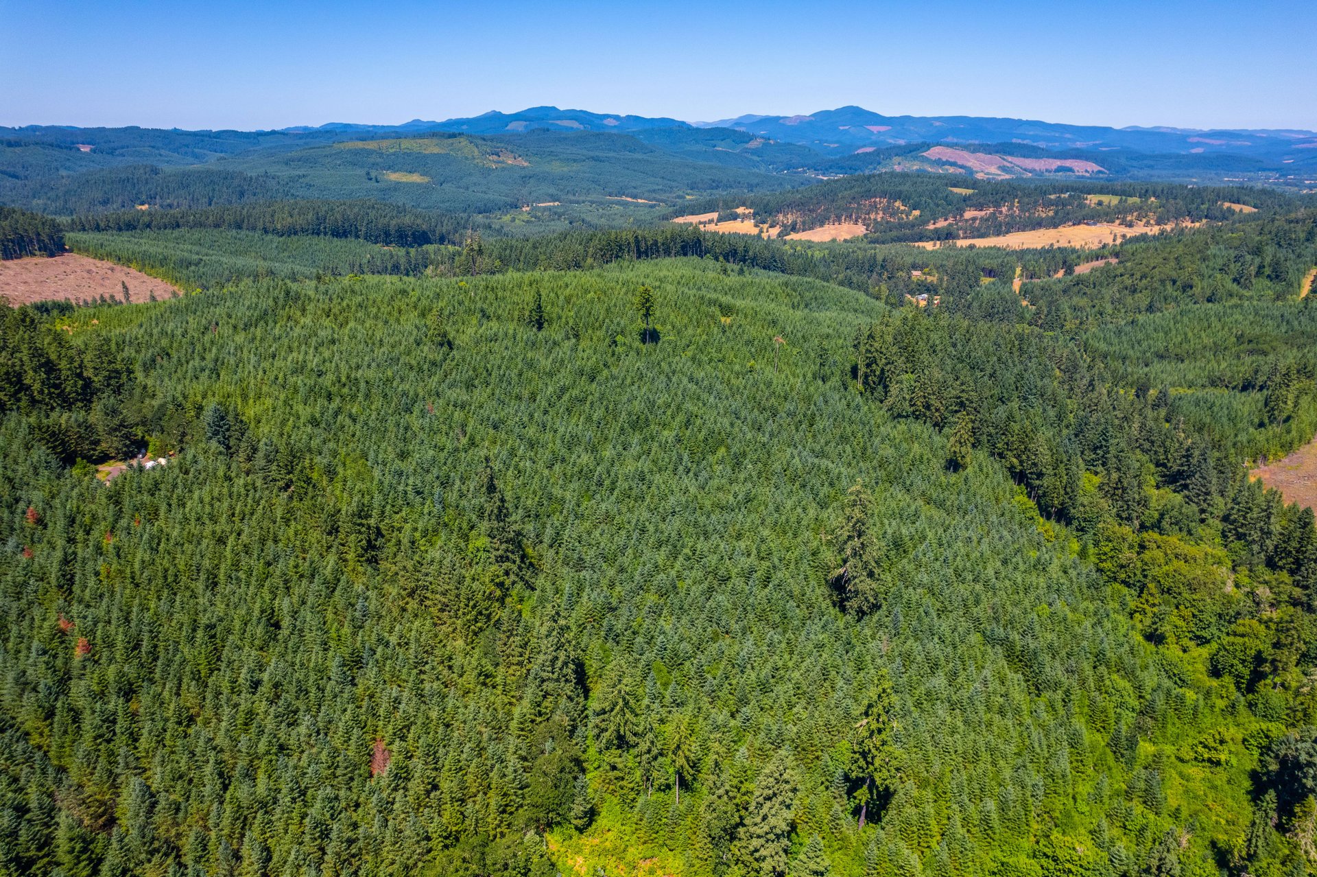 Hayes Hill Tree Farm 