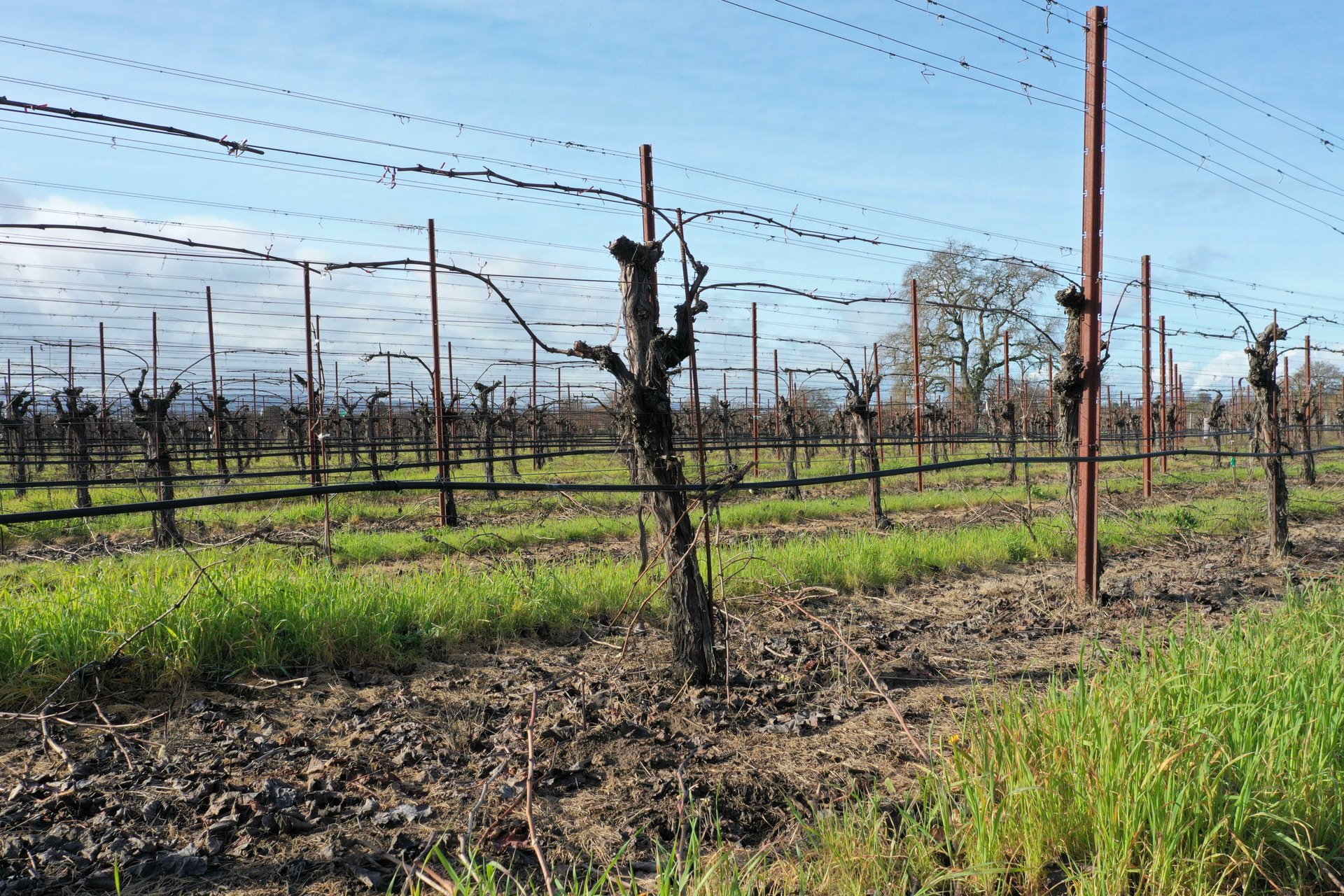 Nunes Vineyards & St. Rose Distillery