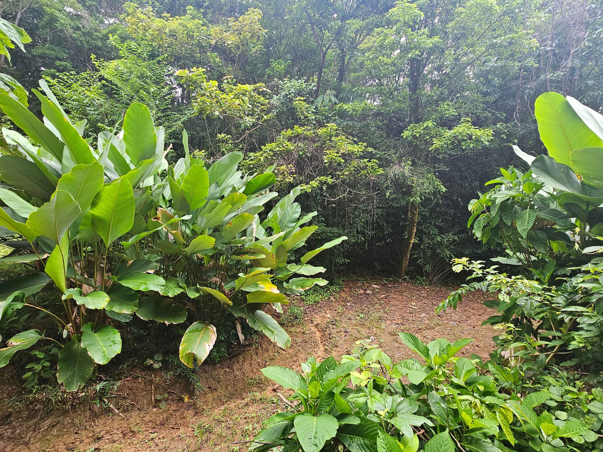 Discover Your Dream in Uvita's Prime Real Estate