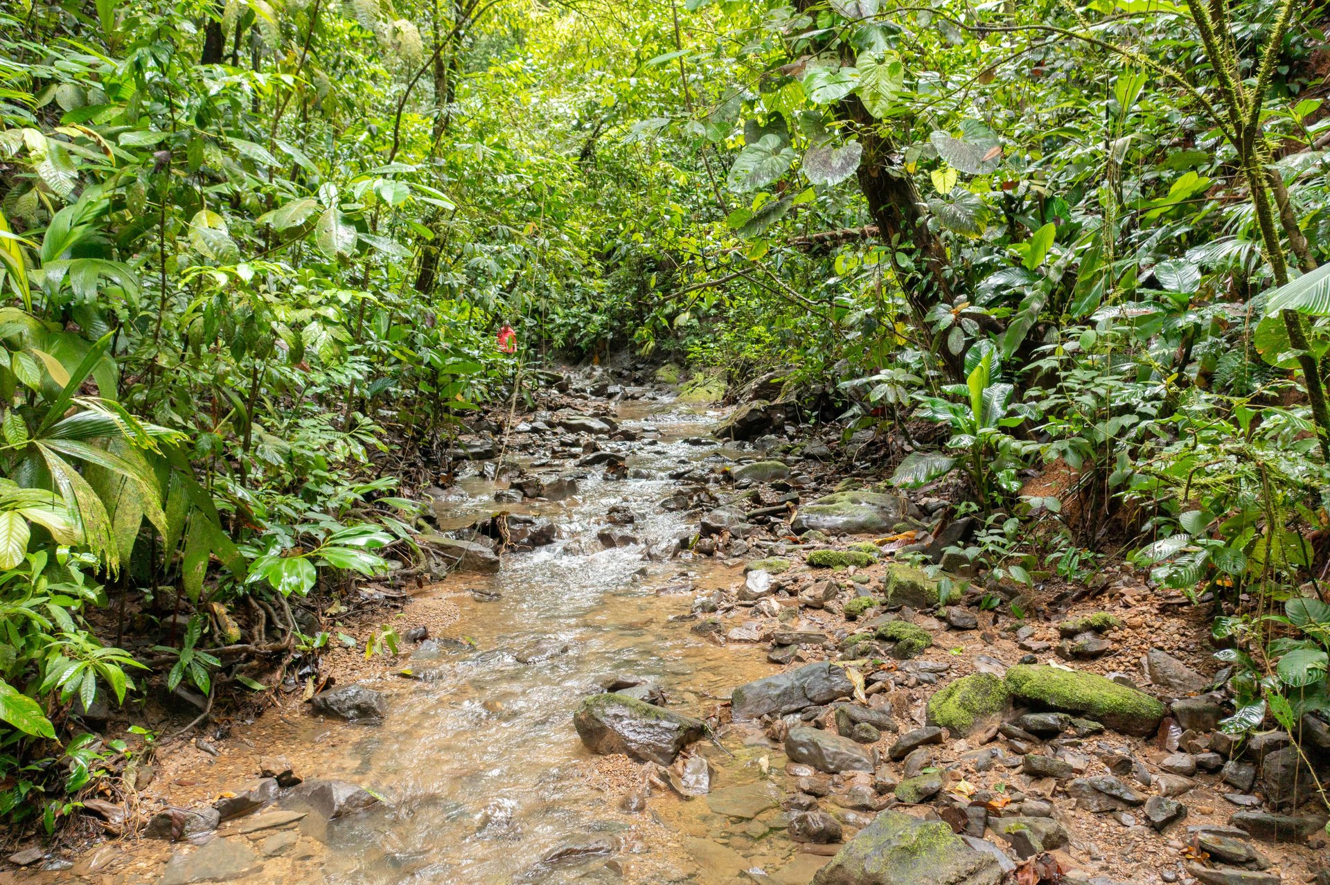 Mountain land with ocean view of Manuel Antonio/Quepos Quepos Puntarenas