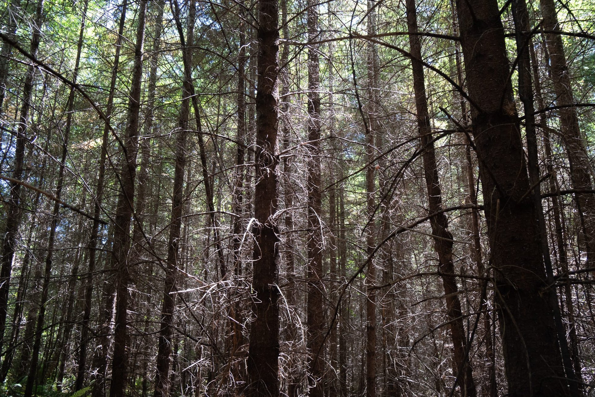 Hayes Hill Tree Farm 