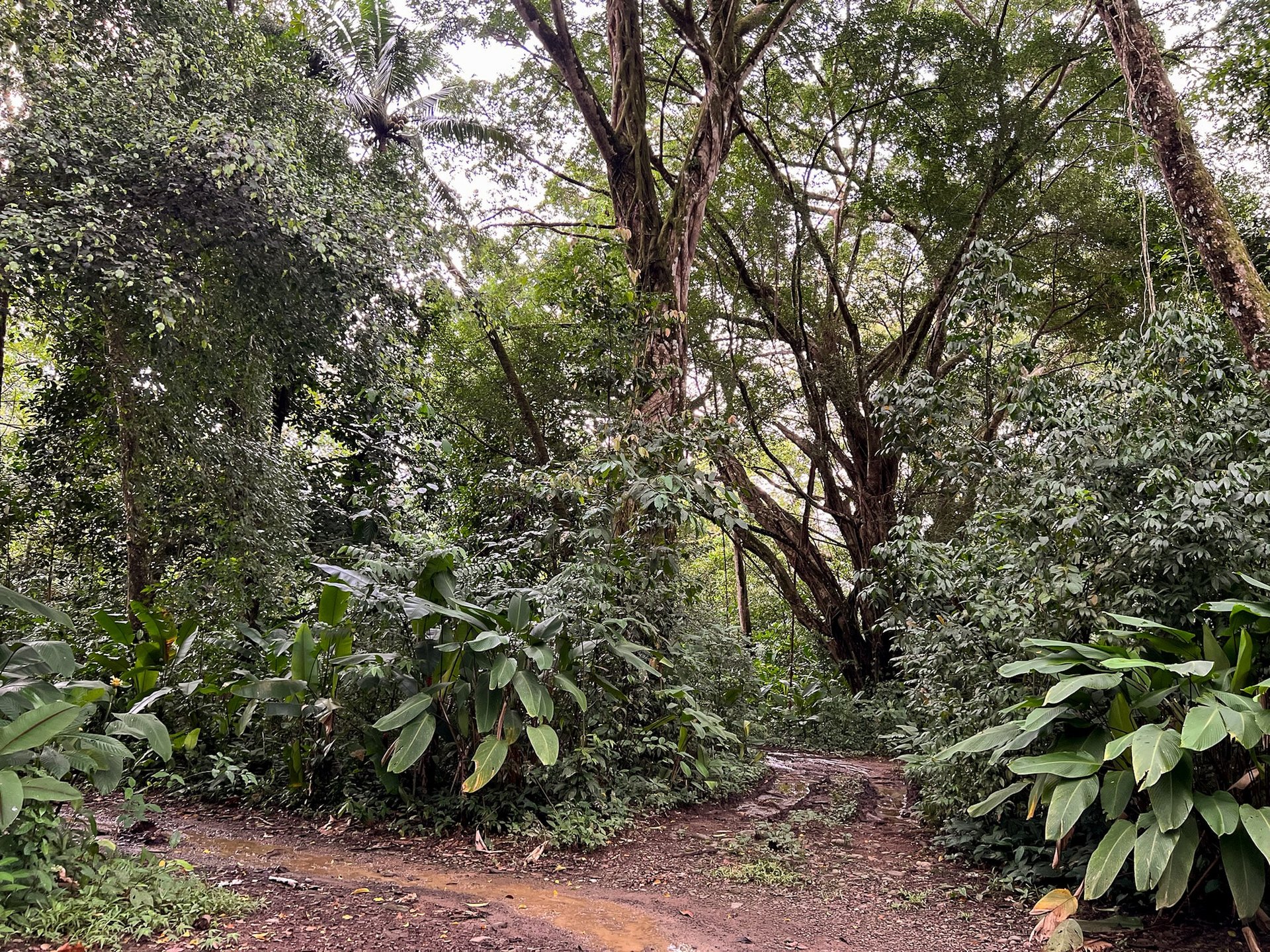 🔥 Unmatched Deal: Closest Titled Property to the Beach in Uvita at only $40/m²!!