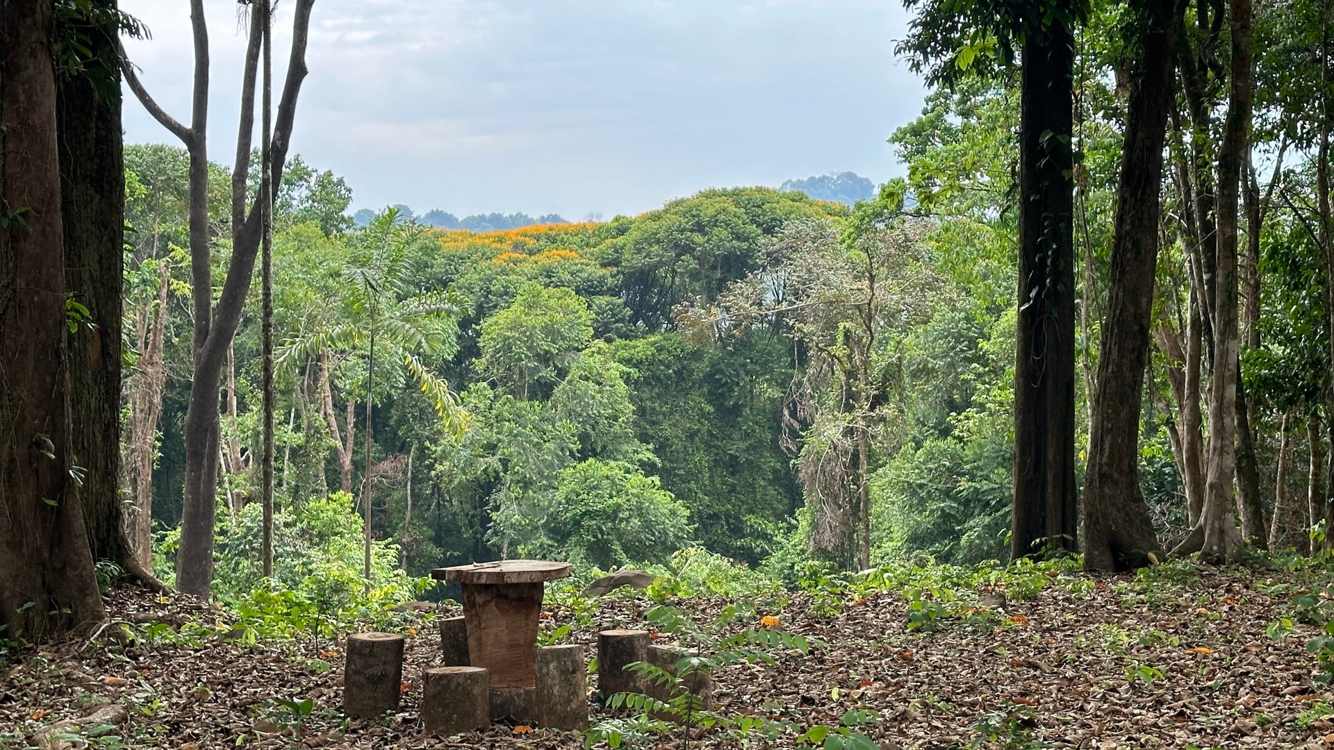 Tranquil Oasis: 8.8 Acres of Pristine Paradise in Dominicalito, Costa Rica