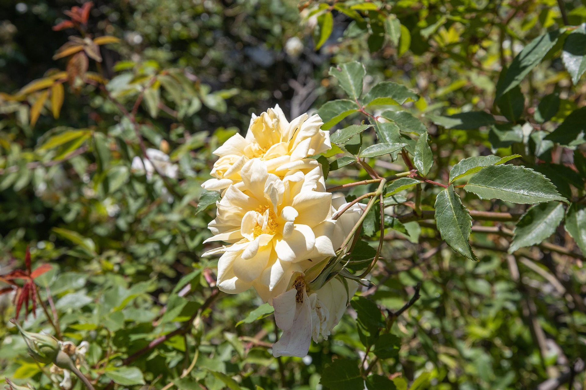 Spanish Colonial Carmel