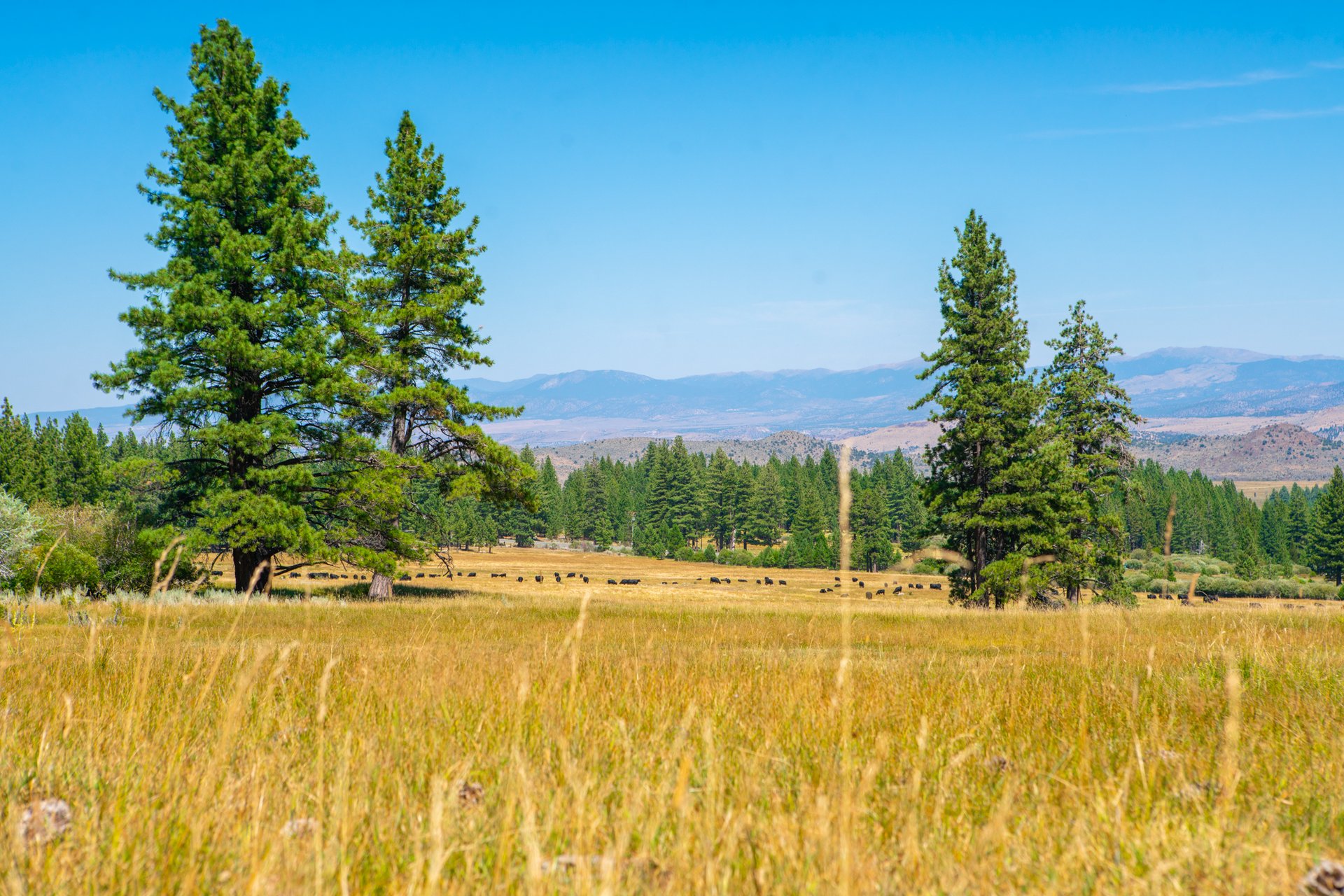 Randall Springs Ranch
