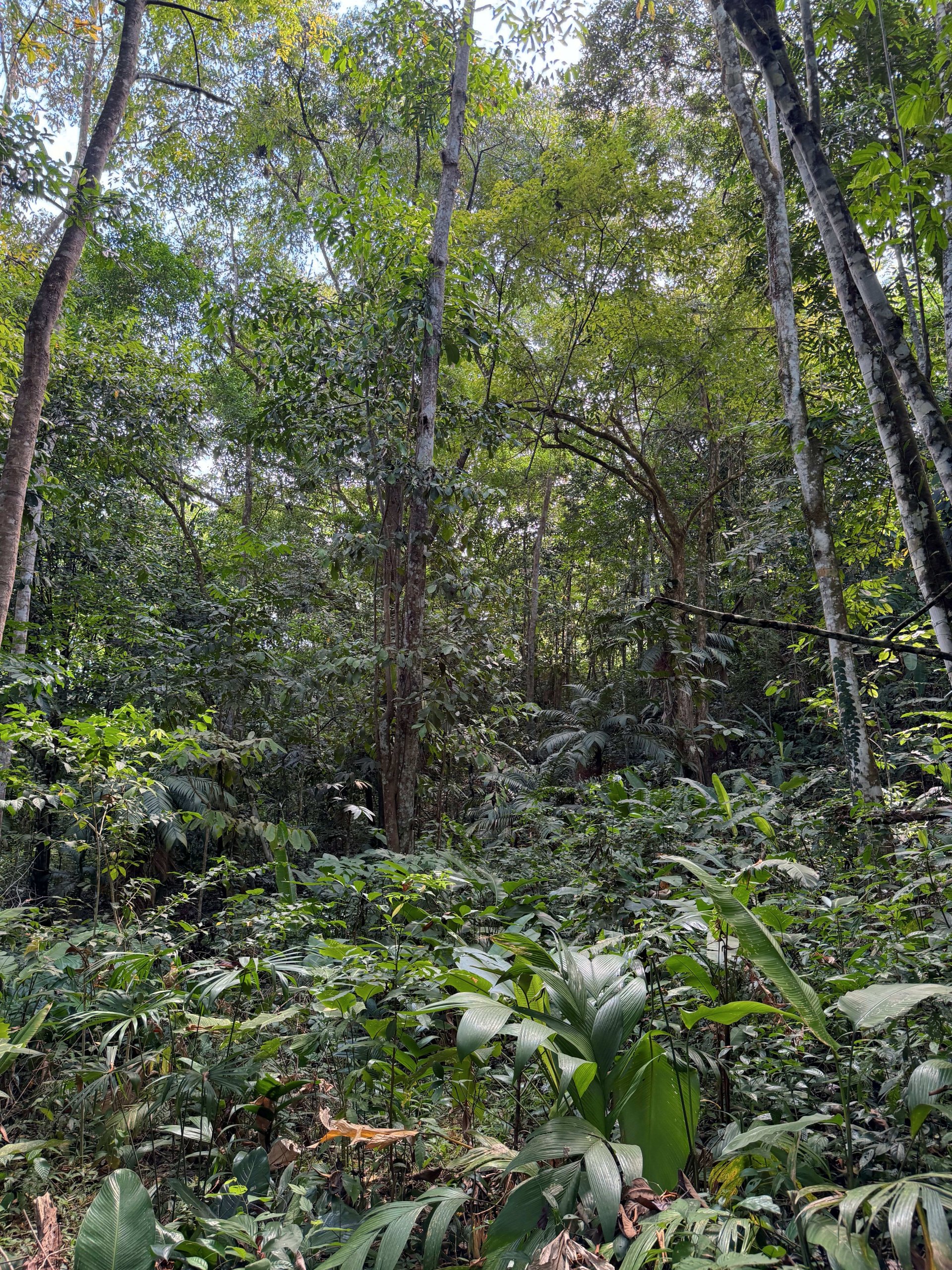2 Acres of Paradise in Platanillo with Legal Water.