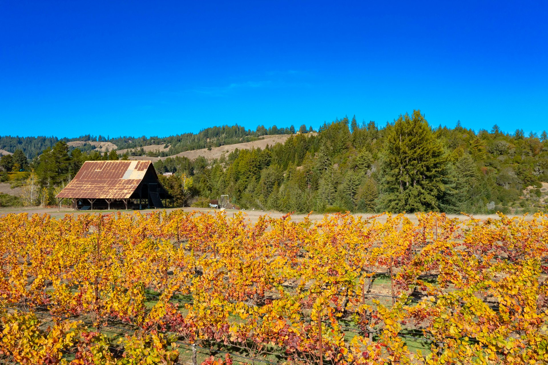Abel Vineyard