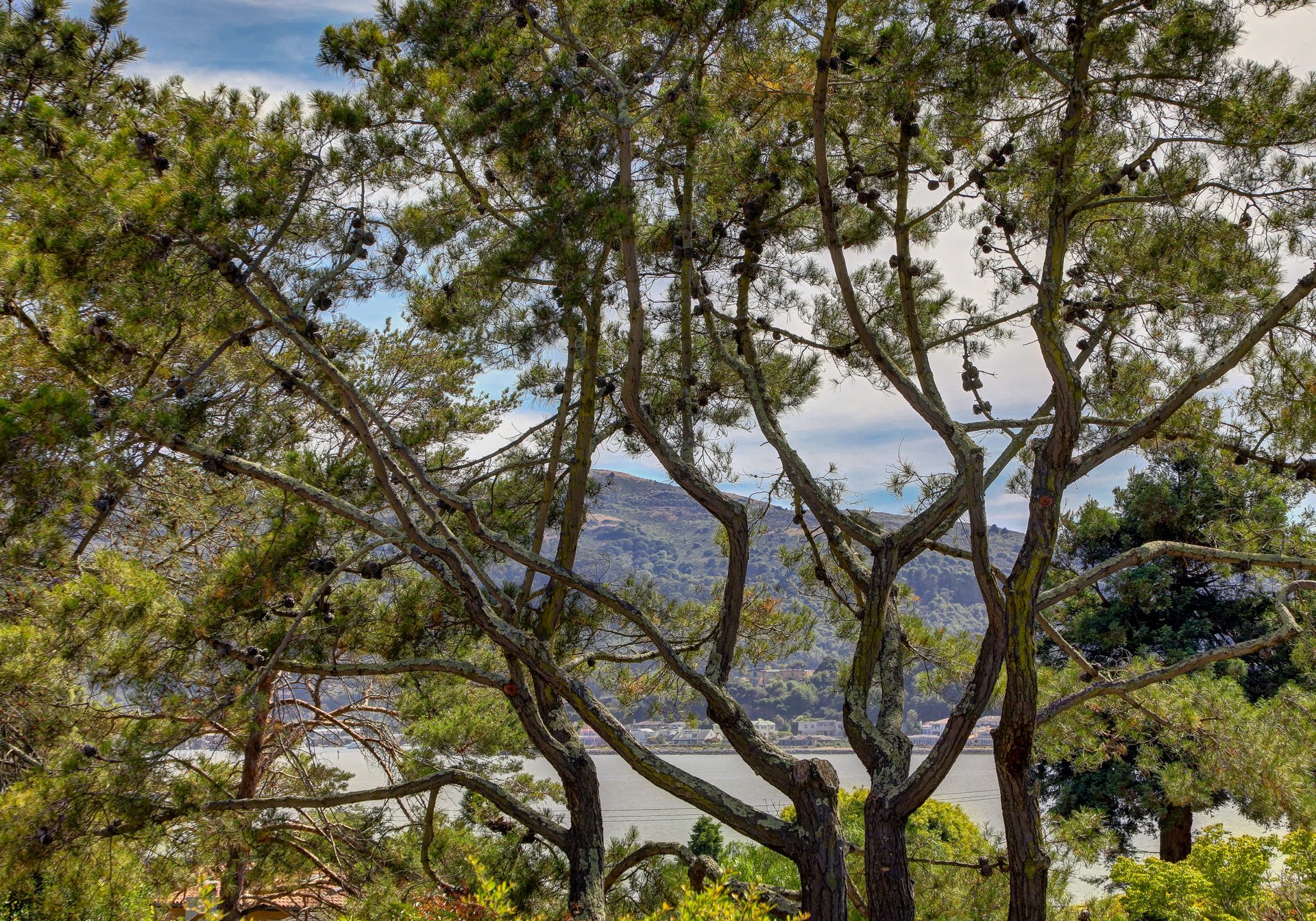 Prime Tiburon Location
