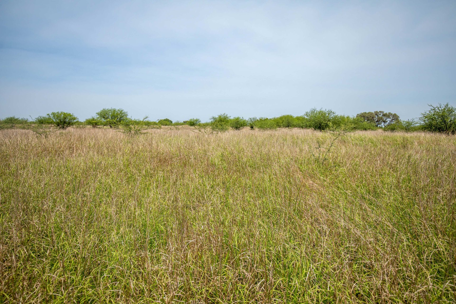 Green DeWitt Rd | 40.82± Acres | DeWitt County
