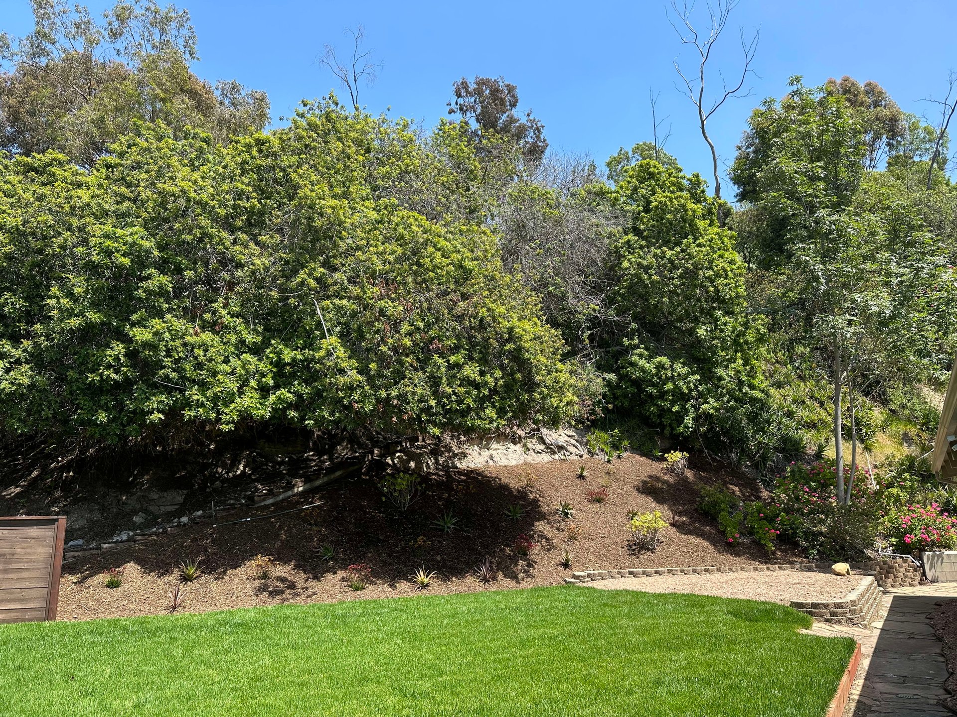SDSU Mid Century Stunner for Lease