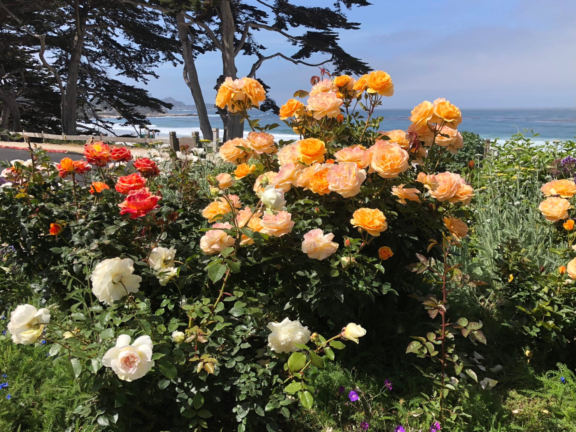 Scenic Carmel - Scenic 8 SE of 8th, Carmel