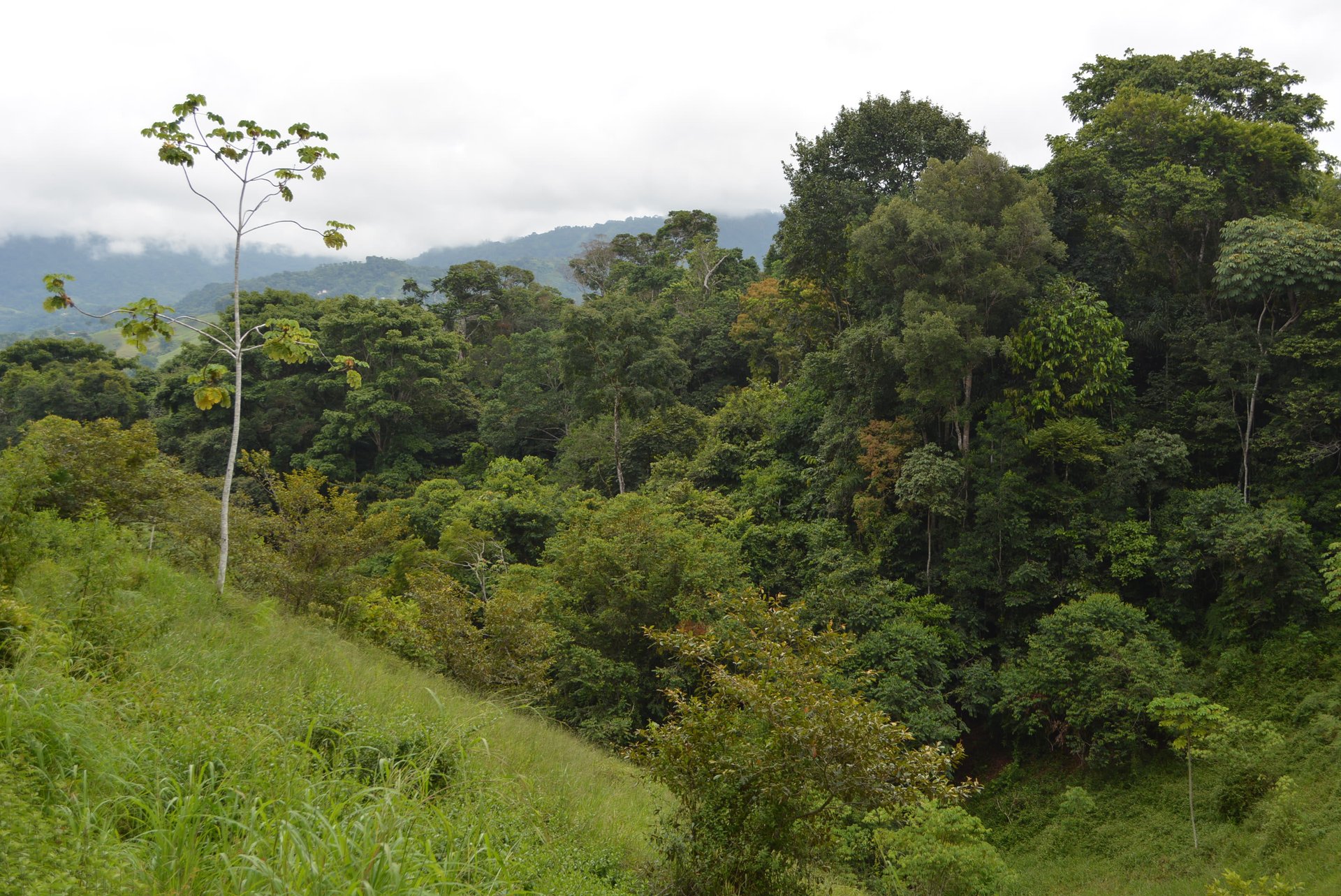 7.6 Acres Calle Camaron Platanillo