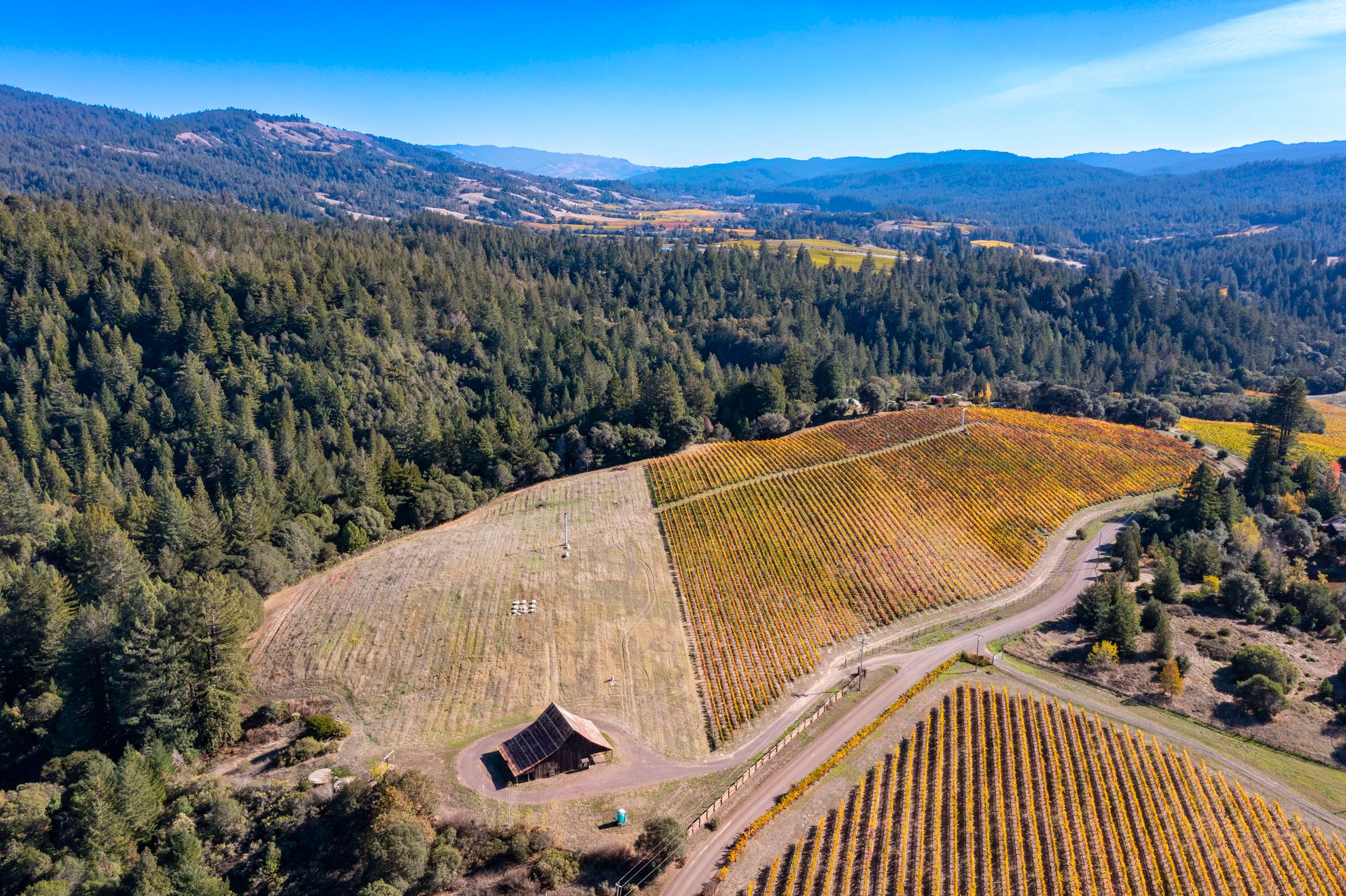 Abel Vineyard