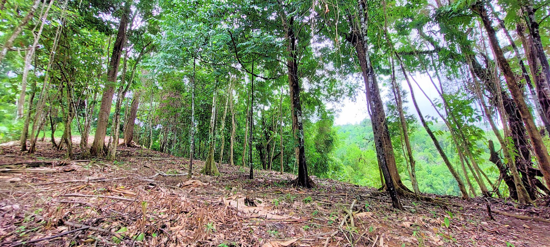 3.5 Acres of Paradise In Uvita, Jungle View!