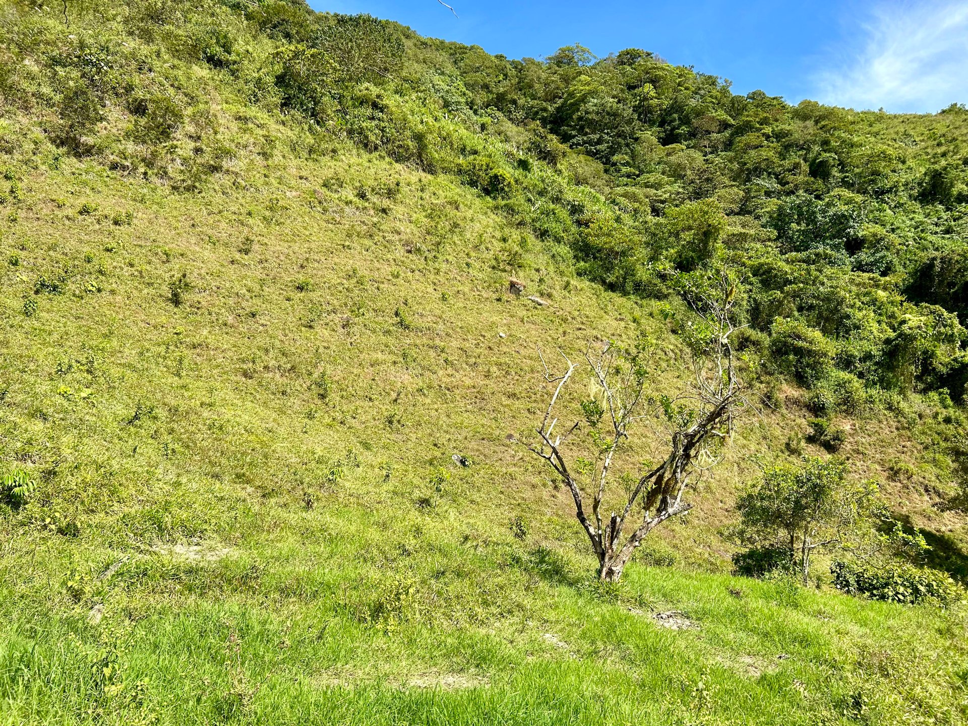 49 Acres Development Farm in San Luis with two Existing Homes 