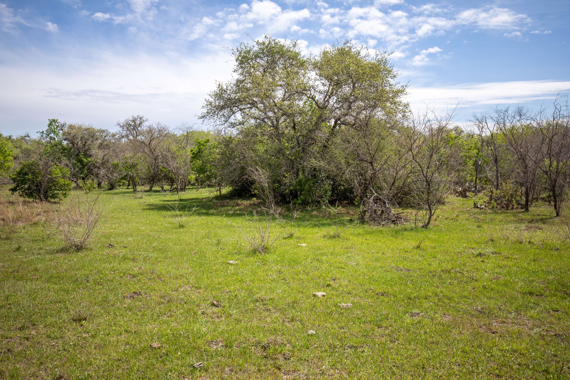 Weesatche 110 Acres