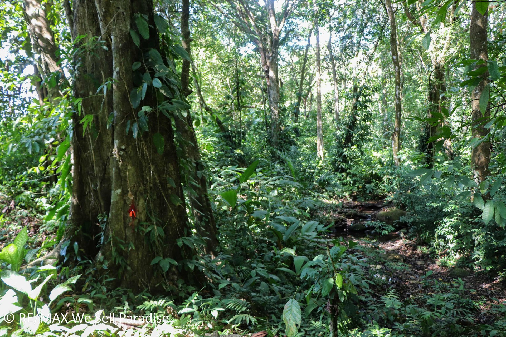 A large jungle-clad piece of land with mountain views, internal creek, and river frontage.