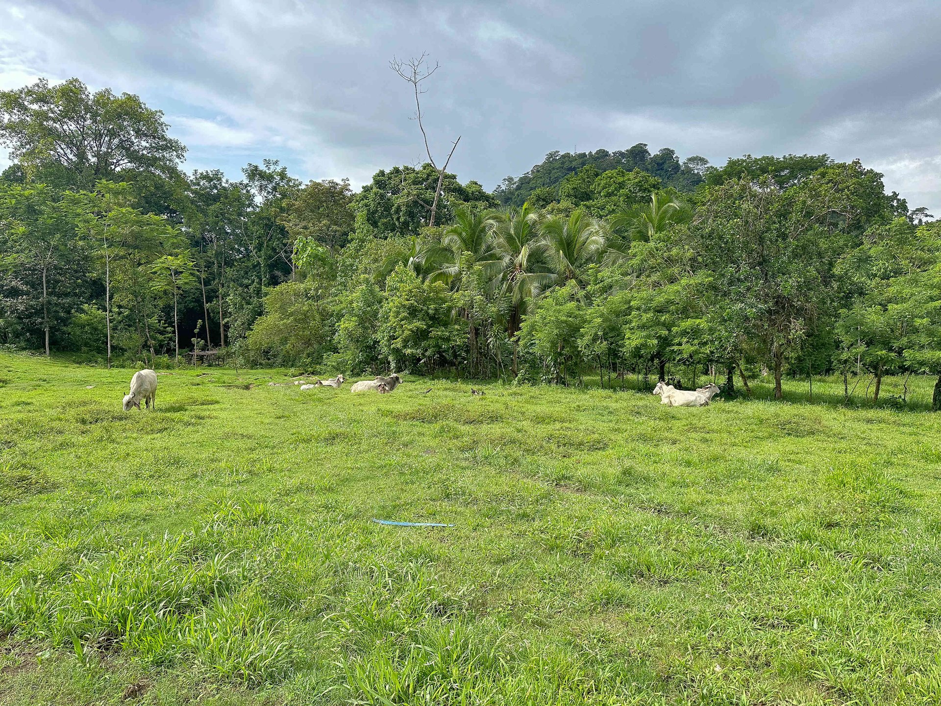177 acre Ocean view property with multiple plantels, unspoiled mountain, jungle, river and waterfall areas