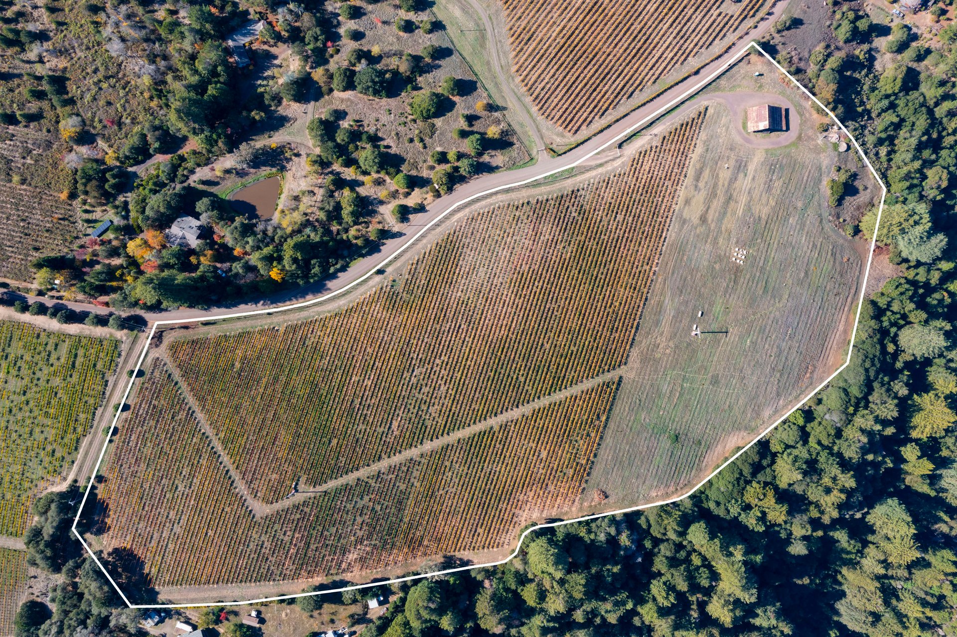 Abel Vineyard