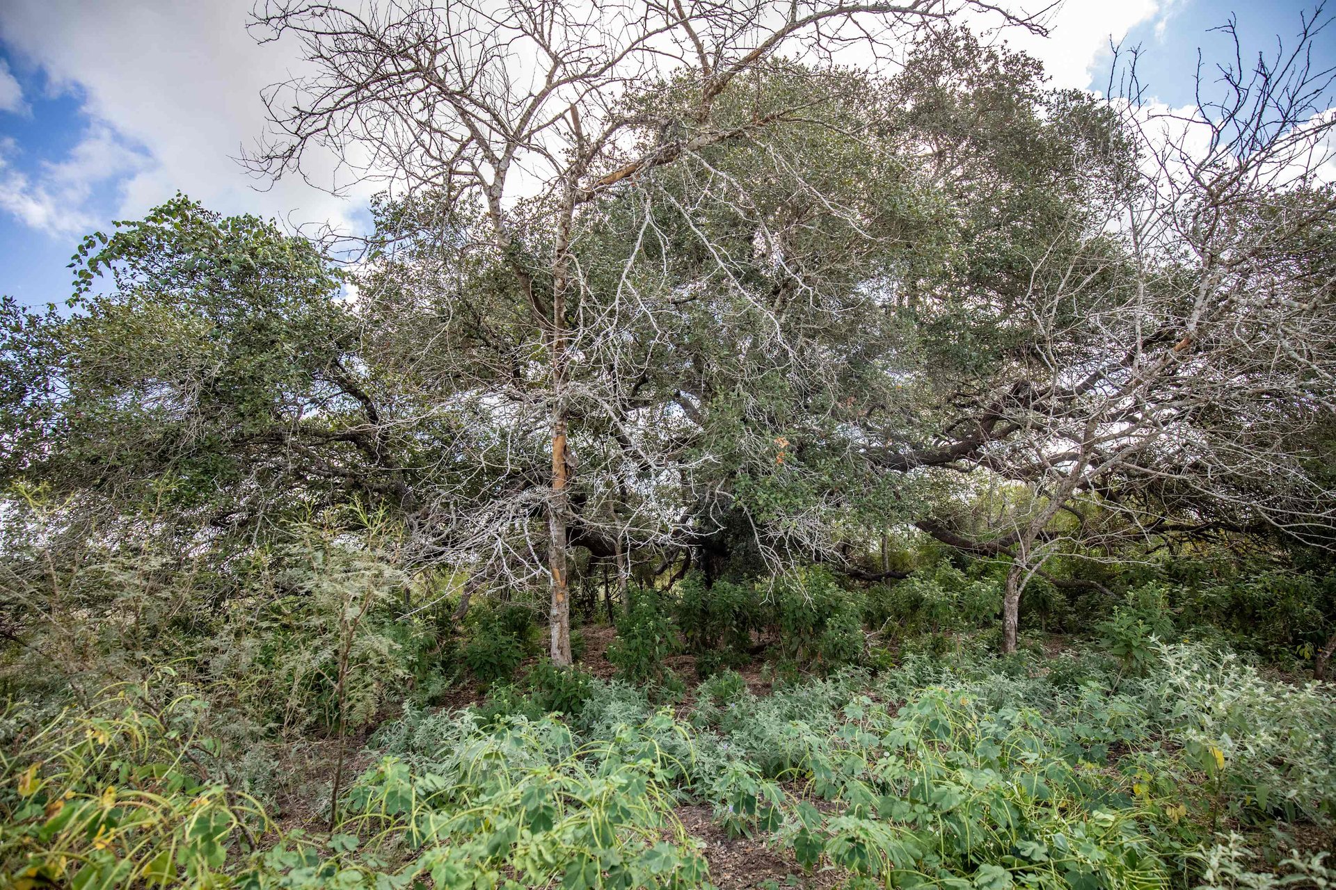 Lovers Lane River Ranch | 140± Acres | DeWitt County