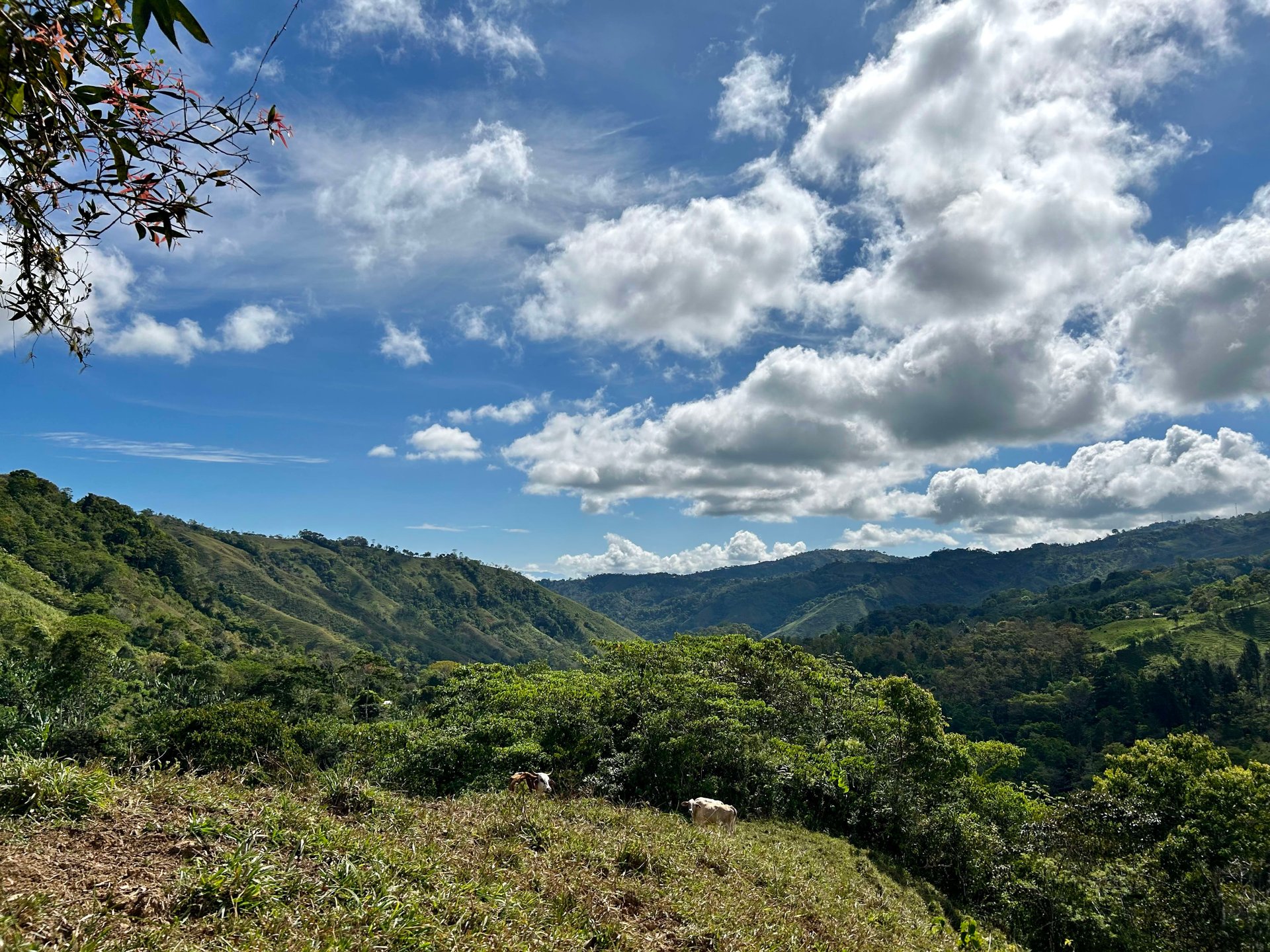 49 Acres Development Farm in San Luis with two Existing Homes 