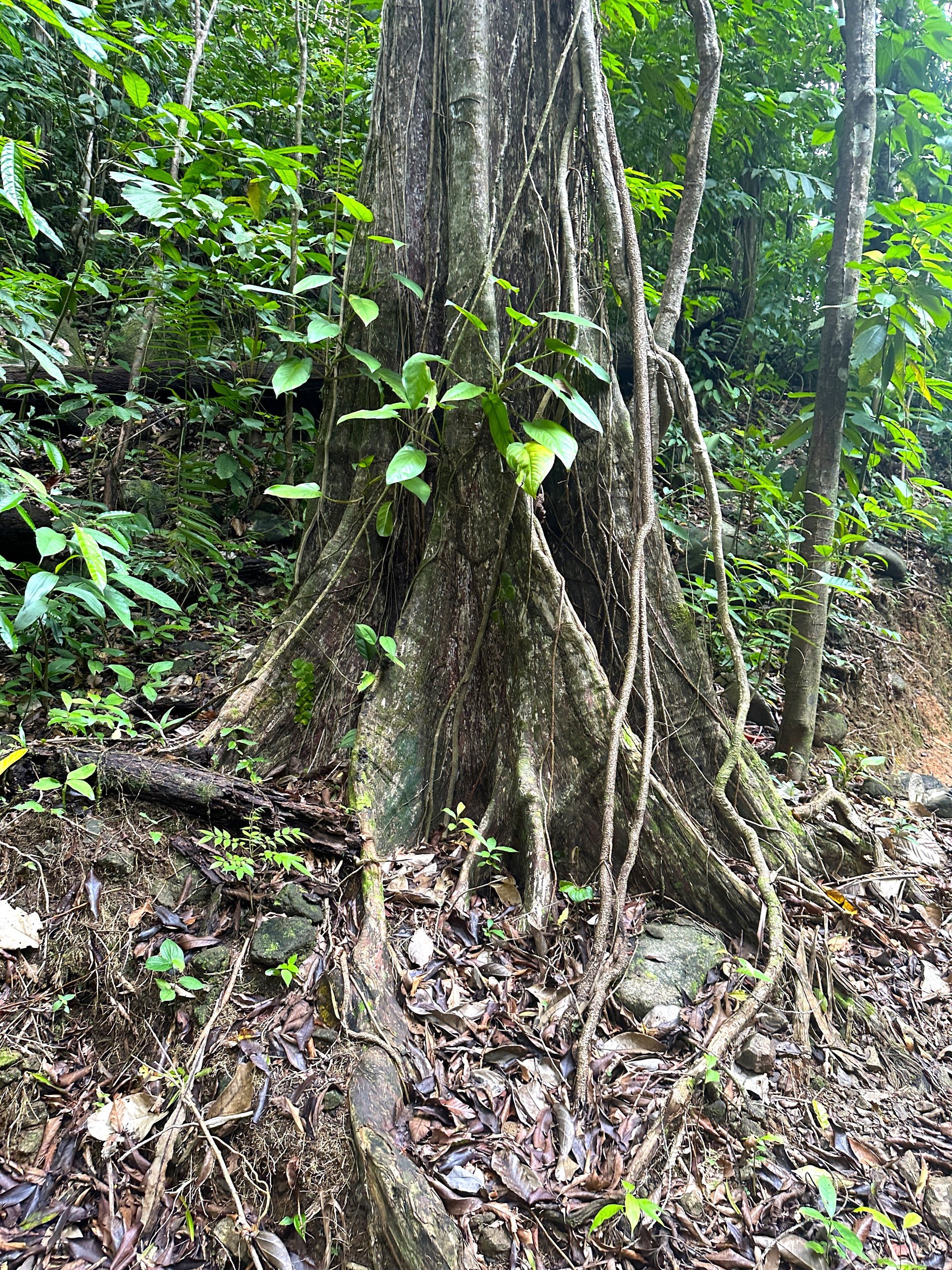 5.77 Acres With 4 Building Sites. Ocean Views, Rivers And Rainforest Abound In Cinco Ventanas! Ojochal 