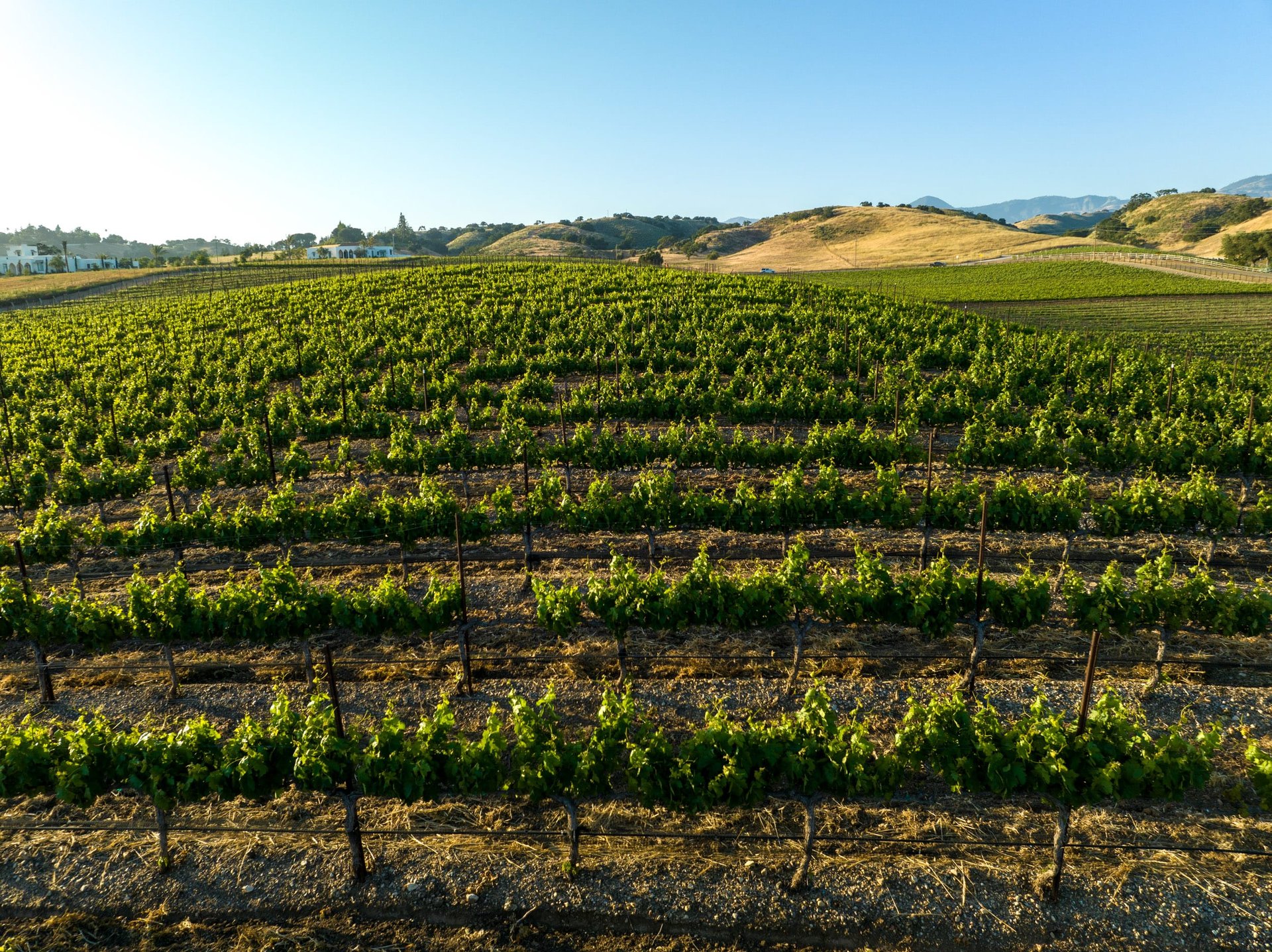 Build your Dream Vineyard Estate
