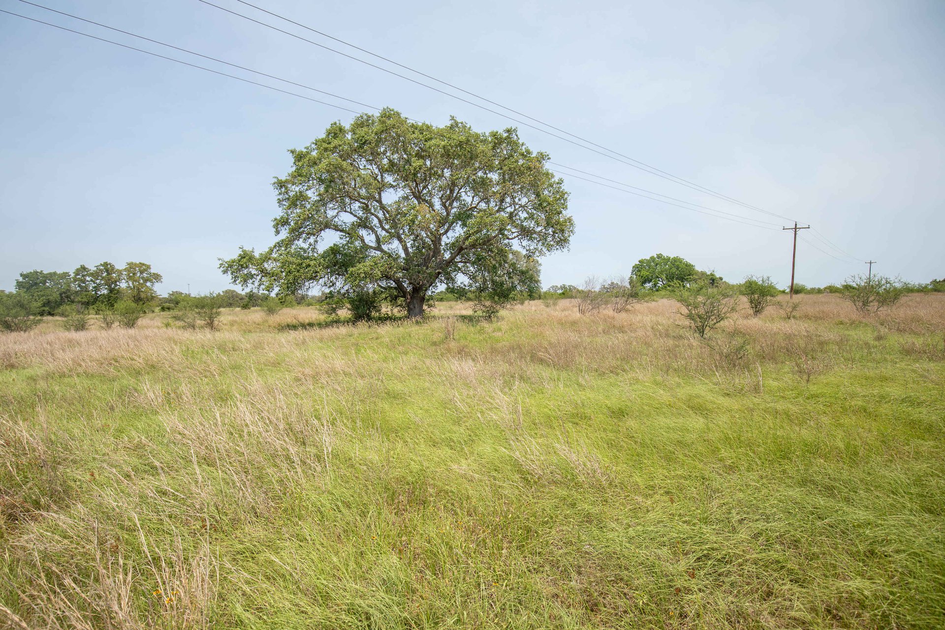 Green DeWitt Rd | 40.82± Acres | DeWitt County