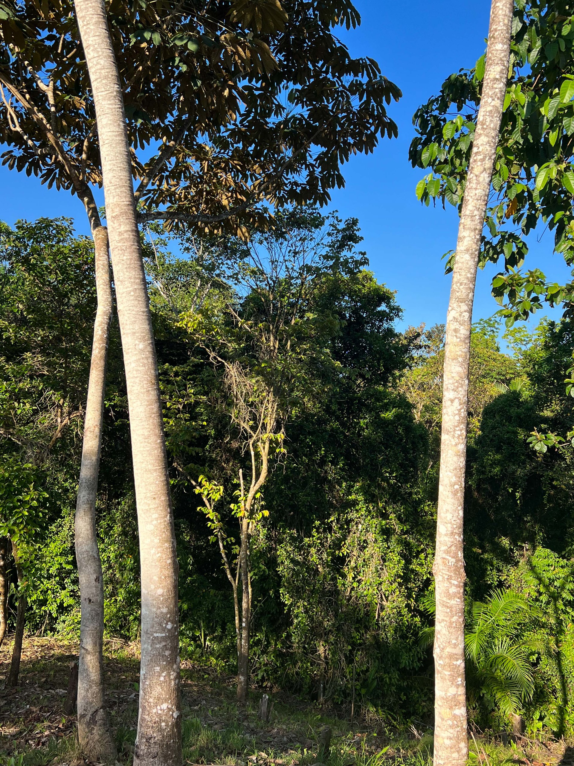  Affordable & Charming 1 bedroom Villa with Pool in gated community, immersed in the rainforest close to Quepos  