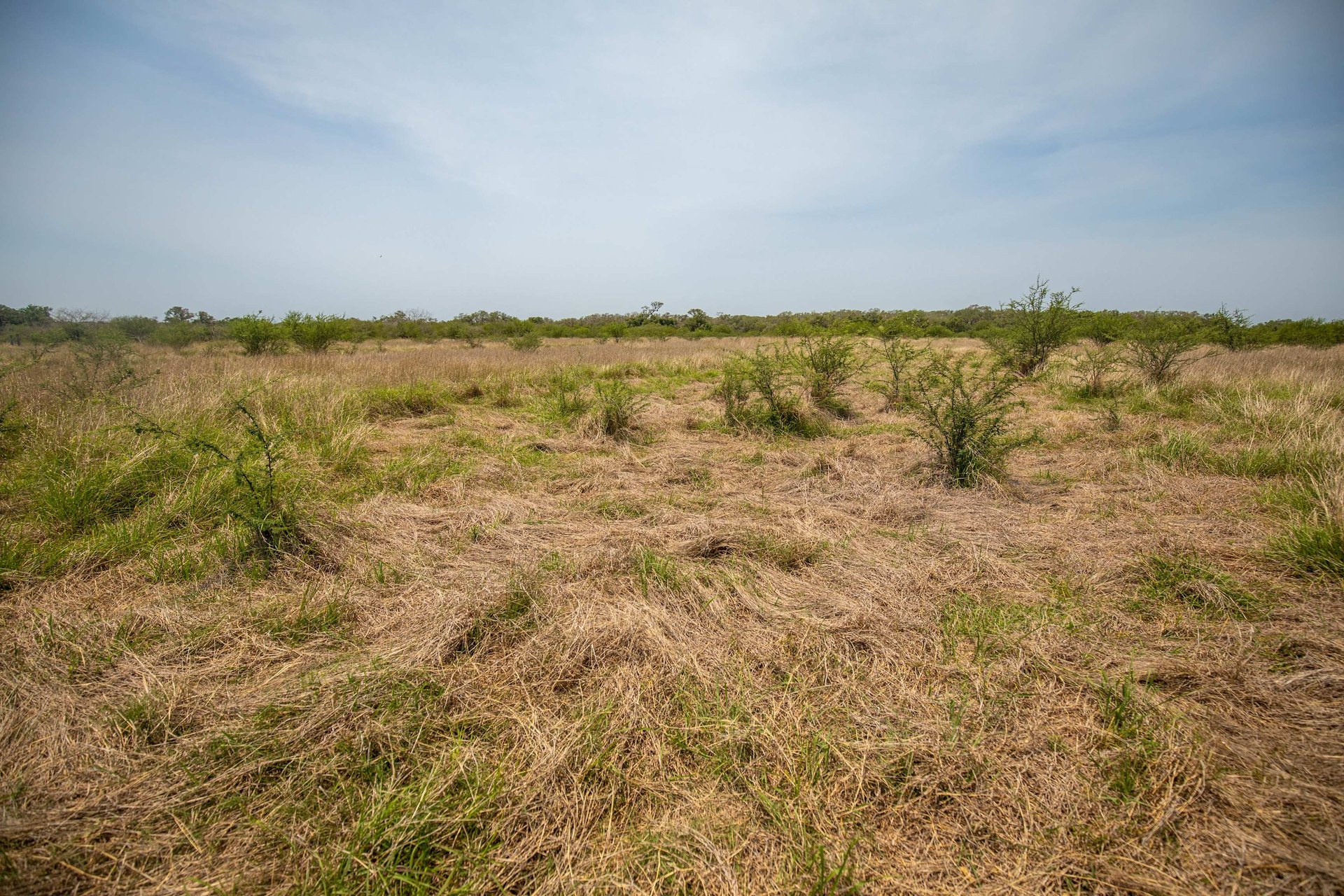 Green DeWitt Rd | 40.82± Acres | DeWitt County
