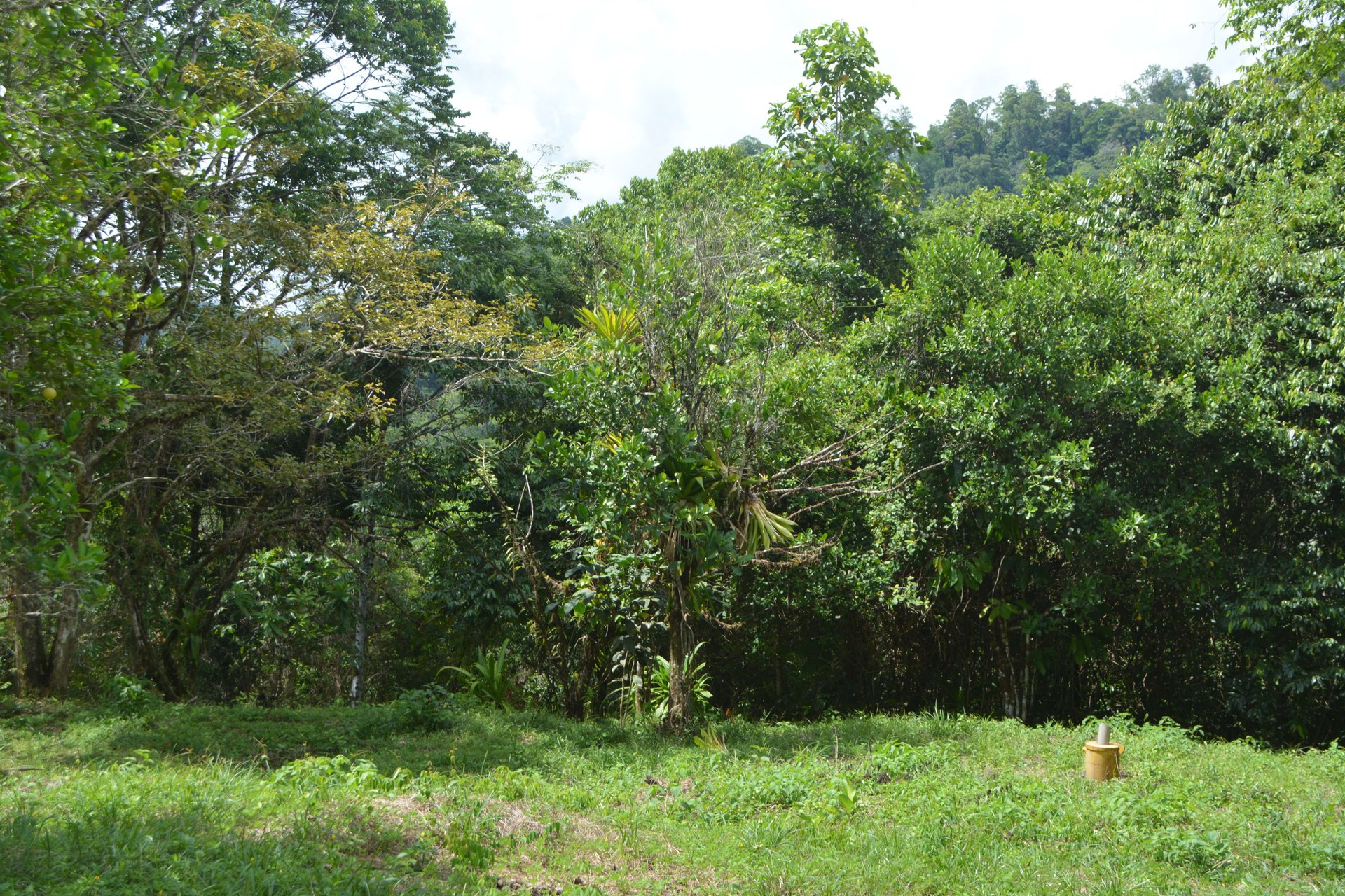 42 Acres With Waterfalls, Ocean Views & Multiple Building Sites Sliencio Ariba