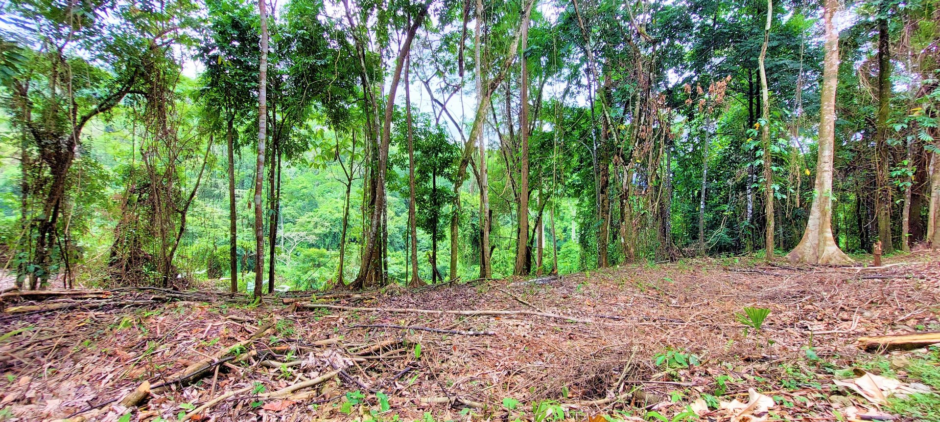 3.5 Acres of Paradise In Uvita, Jungle View!