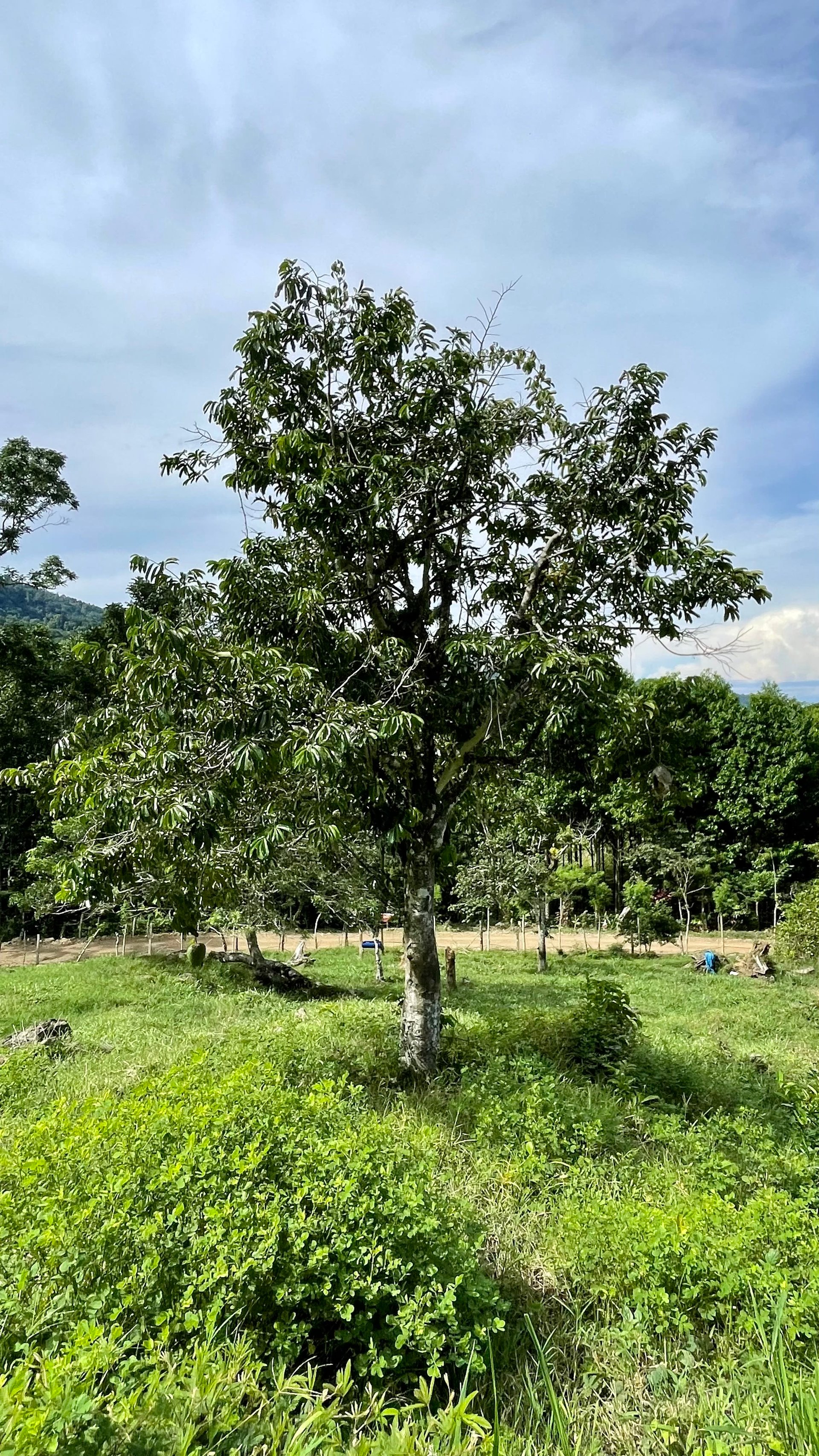 FIRE SALE!! Ocean View Farm in San Luis de Morete, Over 23 Acres