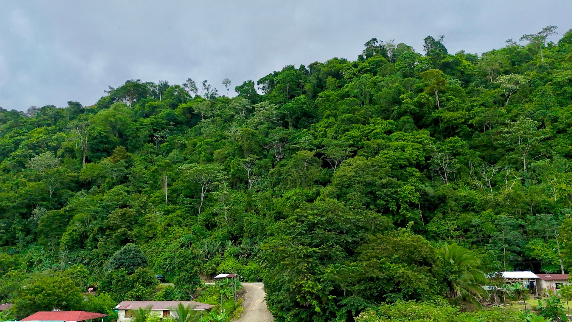 Fire Sale – Over 12 Acres of Land with Public Road Frontage Near Ojochal