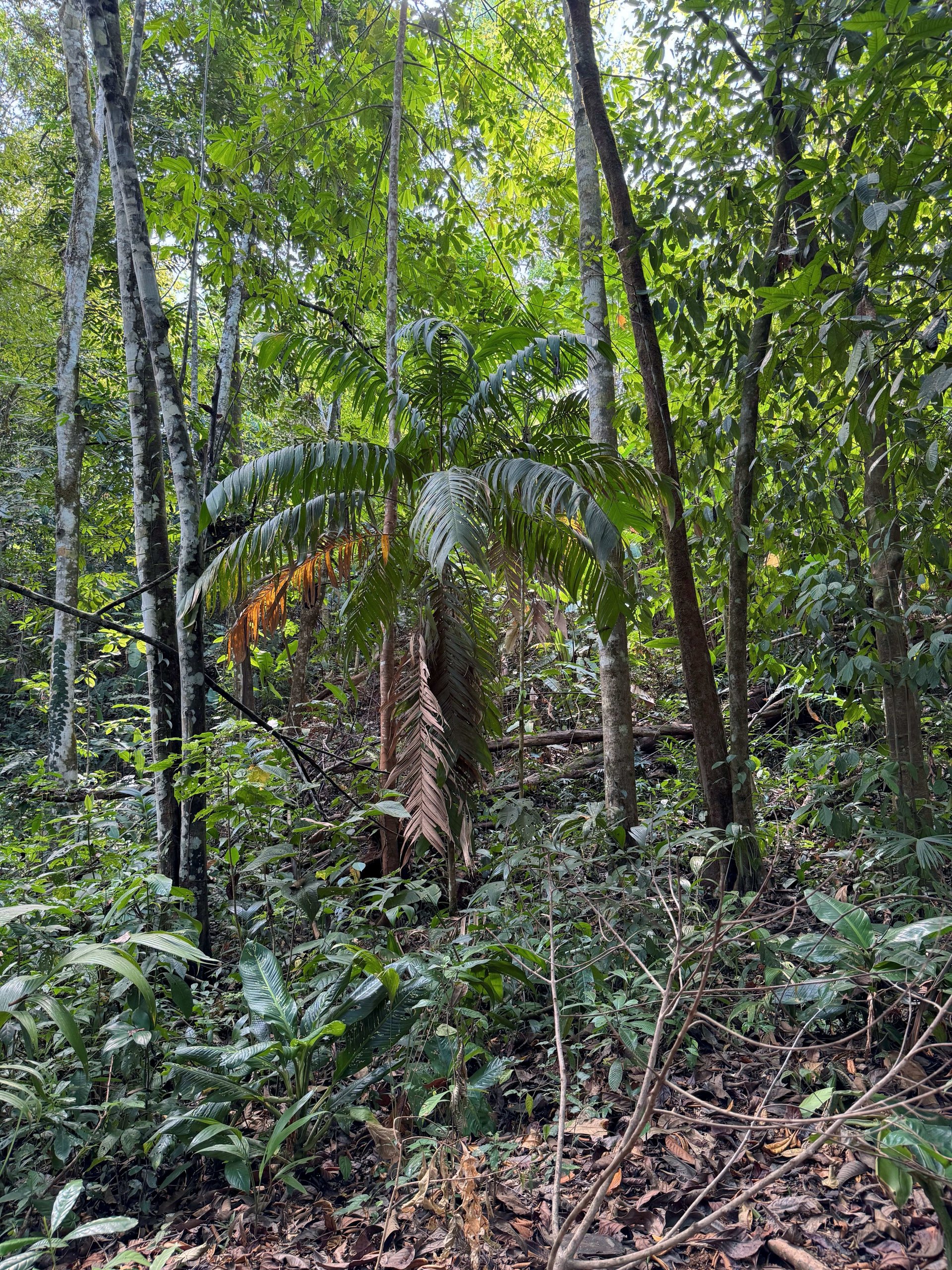 2 Acres of Paradise in Platanillo with Legal Water.