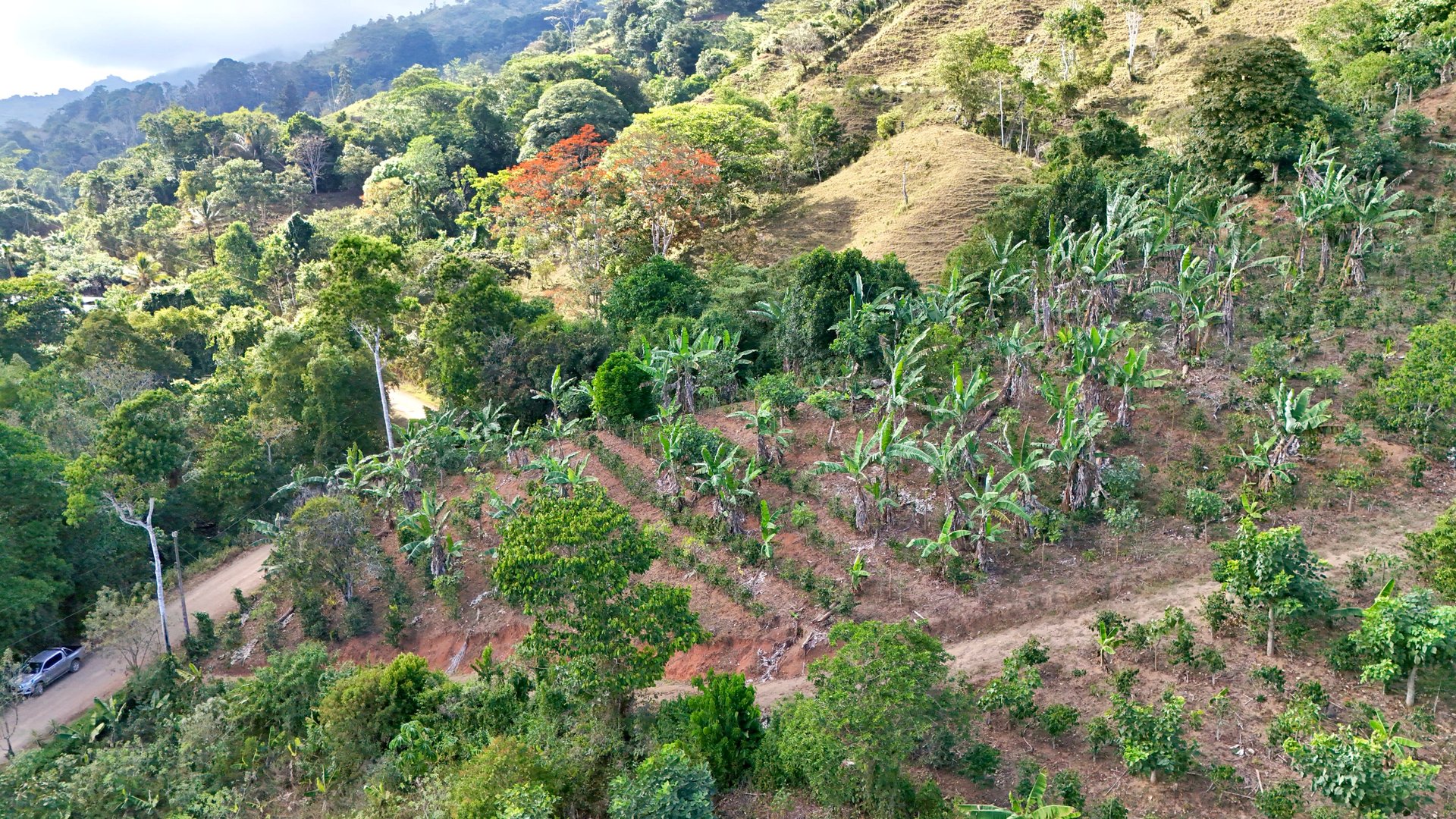 Over 2.5 Acres in Ceibo, Planted with Coffee and Fruits