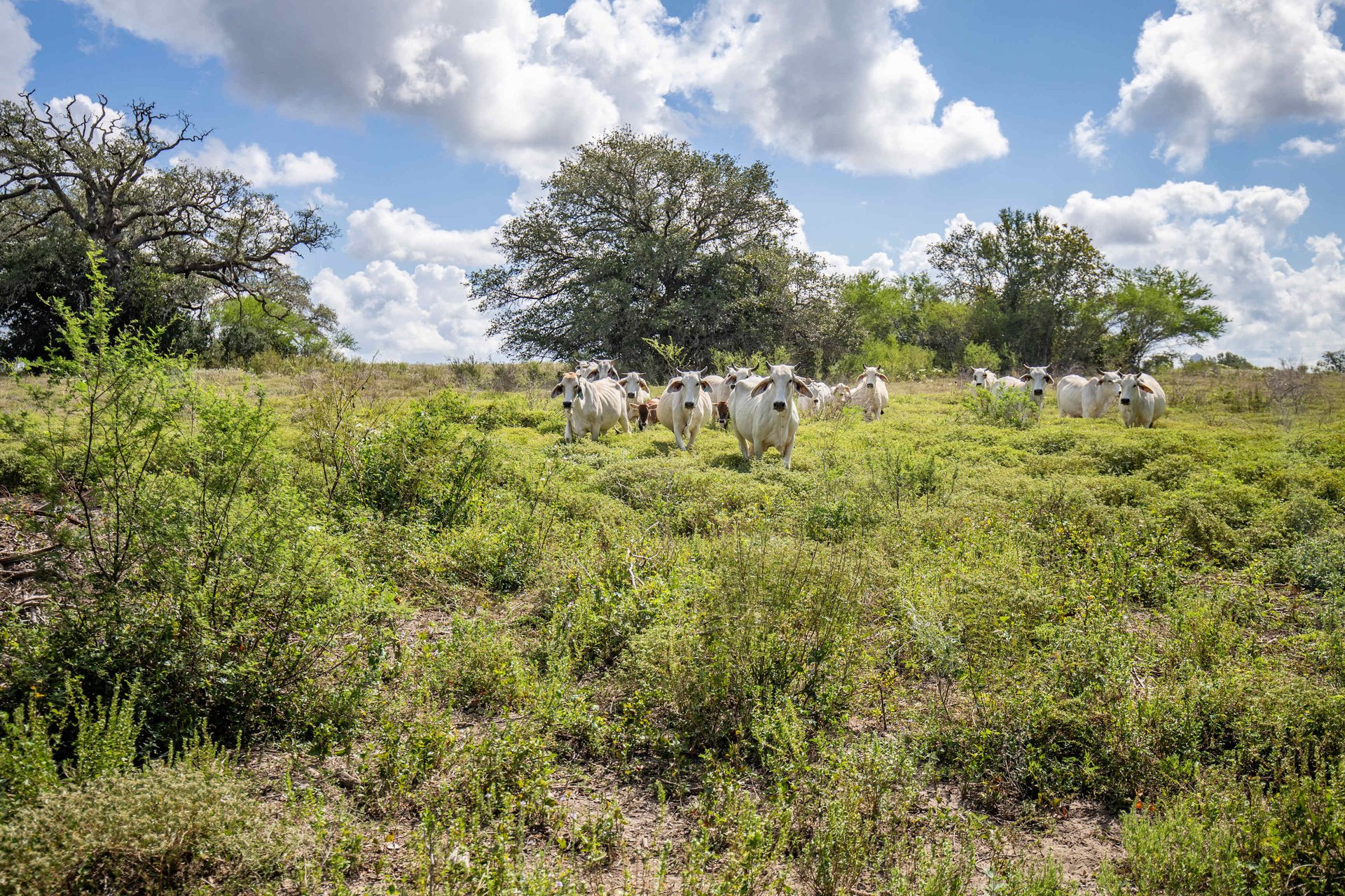 Lovers Lane River Ranch | 140± Acres | DeWitt County