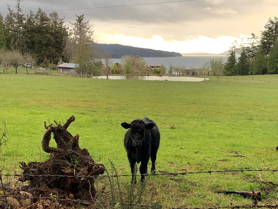 Olga Real Estate on Orcas Island – Discover Your Dream Home