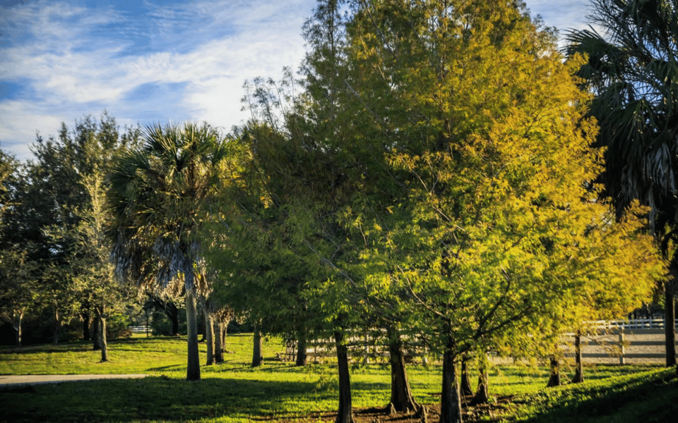 Southwest Ranches - Ané & Co Real Estate