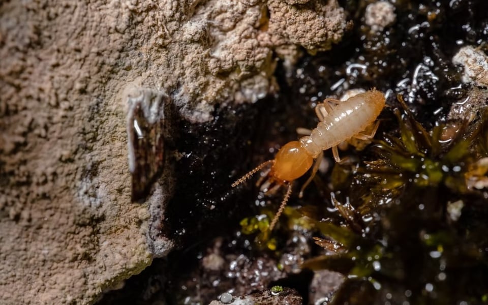 CL-100 Termite Inspection: Process, Cost & Timeline