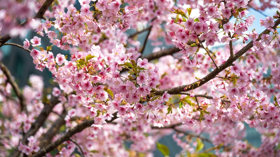 Cherry Blossom Festival Torrance 2026 | Columbia Park Cultural