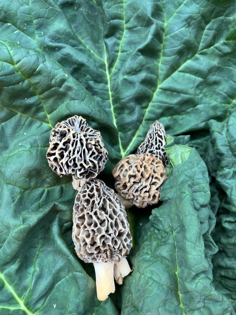 Spring Foraging in Northern Michigan: Morels & Ramps