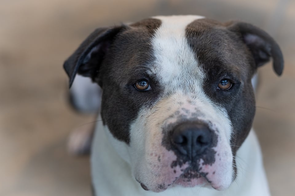 Guard Dogs for Luxury Homes &amp; Security Systems