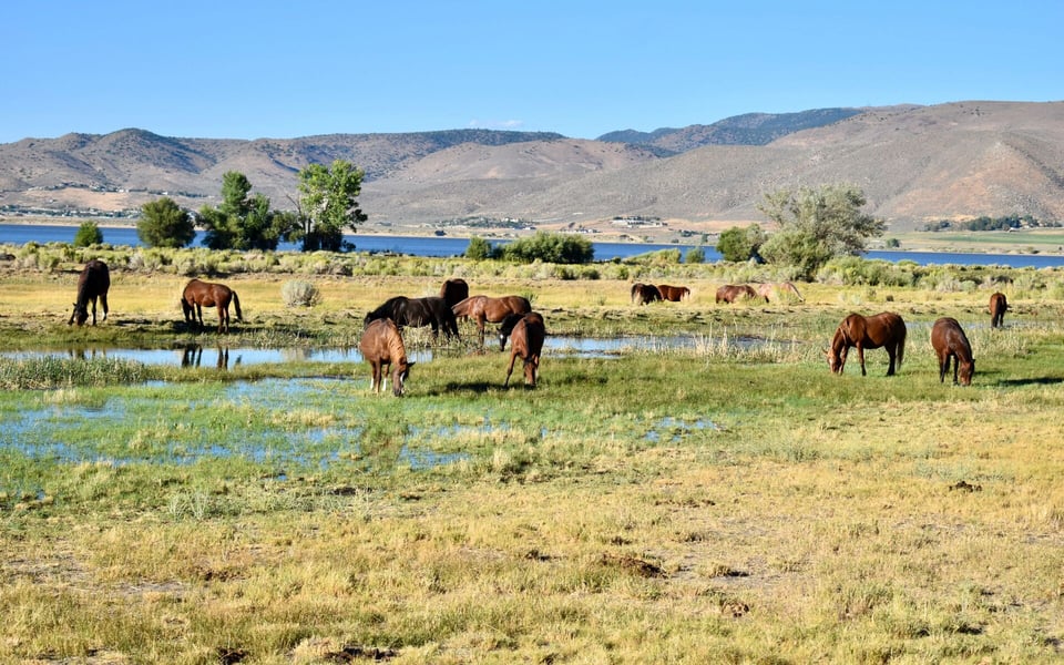Reno NV Real Estate: The Biggest Little City’s Finest