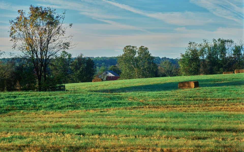 Springfield Township | Neighborhood Guide | Olena Shumska